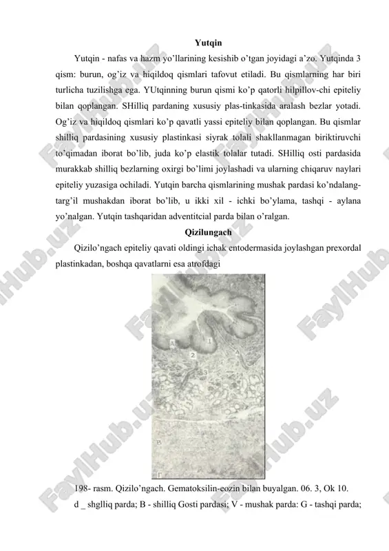 tcitoplazmasida gliko-gen bo’lgan pufaksimon hu-jayralarga anlanadi. bu hujayralar yassilanib ko’p qavatli yassi epiteliyni hosil qiladi. hilpillovchi epiteliy qoldiqlarini yangi tug’ilgan bolalarda ko’rish mumkin. qatta yoshda bunday epiteliyni shilliq bez chiqaruv naylaridagina uchratish mumkin. bir xil epiteliyning boshqasiga aylanish sabab-lari aniq emas. ko’p qavat-li yassi epiteliyning sha-kllanishida qizilo’ngach-ning faoliyati (funktciyasi) muhim rol’ o’ynasa kerak. chunki ko’p z^avatli yassi epiteliy dag’al ovqat luqmalari o’tayotganda qizil-o’ngach devorini shikastlanishdan saqlaydi. qizilo’ngach bezlari embriogenezning 3- oyida, mushak qavati 2- oyida takomillashadi. tuzilishi. qizilo’ngachning devori 4 qavatdan tuzilgan (198-rasm): 1. shilliq parda - tunica mucosa. 2. shilliq osti pardasi - tunica submucosa. 3. mushak parda - tunica musculans. 4. alventitcial parda - tunica adventitia. shilliq va shilliq osti pardalar bir necha (7-10) bo’ylama ketgan burmalar hosil qiladi. burmalar ovqat yutilayotganda yoziladi. shillik, parda epiteliydan, xususiy va muskul plastinkala-ridan iborat. epiteliy ko’p qavatli yassi muguzlanmaydigan epi-teliy bo’lib, qalinligi 200 mkm ga teng 20-25 qavat hujayra qatlamlaridan iborat. …