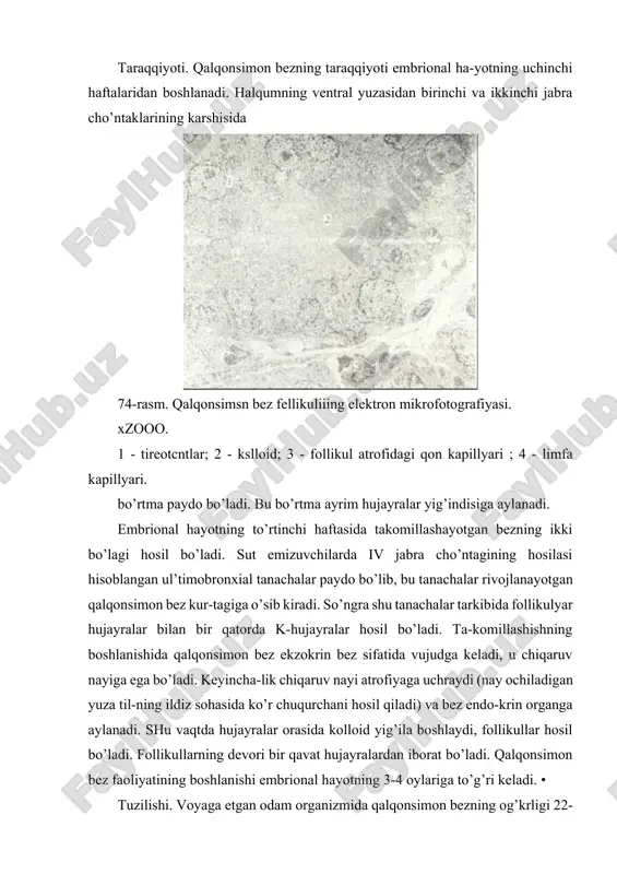 fpllikulyar xujayralar; 2- parafollikulyar hujayra-nyng epiteliy ichipa joyla-shishi; 3 - follikul lujay-rasi; 4-bazal hujayra; 5- «och» fol/.ikulyar xujayra: *.- bazal >ujayralarning kupayishi natijasida hosil bo’lgan epiteliy kurtagi, 7- follikul bazal membranasi. suladan bez parenximasiga botib kirgan to’siqlar bezni bo’lak-larga bo’lib turadi. har bir bez bo’lagi follikul deb ata-luvchi pufakchalardan iborat bo’ladi. follikul - qalqonsimon bezning struktur va funktcional birligidir. follikullar atrofida nerv va qon tomirlarga boy bo’lgan biriktiruvchi to’qima joylashadi. follikulning devori bir qa-vat epiteliy hujayralaridan va uning bo’shlig’ida joylashgan kolloid moddasidan iborat (174-rasm). follikullarning shakli turlicha bo’lib, diametri 30 mkm dan 300 mkm gacha etadi. folli-kullar devoridagi epitelial hujayralar normal fiziologik ho-latda kubsimon bo’lib, follikulyar epiteliy yoki tireotcitlar deyiladi. tireotcitlarning tuzilishi, shakli va balandligi bez fuyktcional holatiga bog’liq. bez giperfunktcional holatda bo’lsa, follikullar bo’shlig’i kichik, kolloid suyuq va pufaksimon, tireotcitlar tcilindrsimon shaklga ega bo’ladi. giperfunktcional holatda esa follikullar bo’shlig’i katta, kolloid zich, tireotcitlar yassi shaklda ko’rinadi. shunday qilib, bezning …