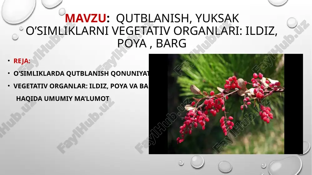 ildiz quyidagi mexanik va fiziologik vazifalarni bajaradi: 1.ildiz o‘simlik tanasini tuproqda mustahkam tutib turadi, uni tik o‘sishini hamda poyani o‘zidan yuqoriga qaratib turishini ta’minlaydi. 2. ildizlarda ayrim moddalar (aminokislotalar, gormonlar, alkaloidlar) sintezlanib, o‘simlik tanasiga o‘tkaziladi. 3. ildiz tuproqdan suv va unda erigan mineral moddalarni shimib oladi. 4. ildizda oziq moddalar to‘planadi (sholg‘om, sabzi, turp). 5. o‘simlik ildizlari tuproqdagi mayda organizmlar bilan aloqada bo‘ladi. ayrim ildizlar (gilos, olma, kakra kabi o‘simlik ildizlari) vegetativ ko‘payish organi hisoblanad ildizlar kelib chiqishiga ko‘ra asosiy, yon va qo‘shimcha ildizlarga bo‘linadi (26-rasm). asosiy ildizlar murtak ildizchasidan hosil bo‘ladi va tik holatda joylashadi, o‘sib rivojlangan sari, asta sekin erga chuqur kirib boradi. yon ildizlar endogen ravishda peritsikldan paydo bo‘lib, akropetal (uchiga tomon) o‘sadi va shoxlanib ikkinchi, uchinchi tartib va hokazo ildizlarni hosil qiladi. bir yillik sabzavot ko‘chatlarni pikirovka qilishda (urug‘dan chiqqan urug‘ ko‘chatlarni qayta ko‘chirib siyraklatib o‘tkazilganda) ularning asosiy ildizining uchi chilpib tashlanadi, natijada yon ildizlari avj …