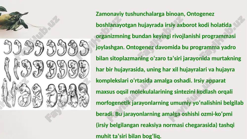 int of view. keyword embriogenezantogenezning tarkibiy qismlaridan biridir. ontogenez quyidagi davrlardan iborat: 1) progenez; 2) embriogenez; 3) postnatal davr. progenez jinsiy hujayralarning etilish davri, embriogenez jinsiy hujayralar urug'lanib, zigota xosil bo'lgandan to tug'ilguncha bo'lgan davr, postnatal davr - bola tug'ilgandan keyingi davr. odamda embriogenez davri 280 kun davom etadi. embriogenez 3 davrga bo'linadi: 1) boshlang'ich, davr (1-xafta); 2) embrional davr (2-8-xafta) va 3) xomila davri (9-40-xafta). enter title click here to add content of the text, and briefly explain your point of view. part 02 odam va hayvonlar embriologiyasi old embrional taraqqiyot (oogenez, spermatogenez), uruglanish, embriogenez, yaʼni tuxum va embrion parda ichidagi rivojlanish, shuningdek, lichinkalik (koʻpgina umurtqasizlar va amfibiyalarda), postembrional (baliqlar, sudralib yuruvchilar va qushlarda) yoki postnatal (sut emizuvchilarda) davrlarni oʻrganadi. odam embriologiyasi embrionning erkak jinsiy hujayrasi (spermatozoid) bilan ayol jinsiy hujayrasi (tuxumhujayra)ning qoʻshilib urugʻlanishi (murtak boshlangʻichi) paytidan boshlab to organlarning vujudga kelishi (organogenez)gacha boʻlgan rivojlanish davrlarini oʻrganadi. akusherlik amaliyotida …