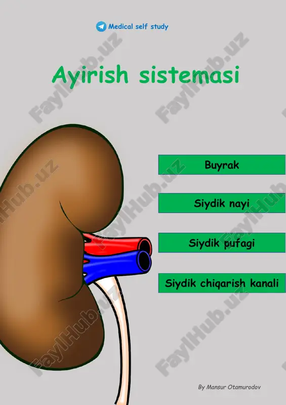 si - ko’ndalang chambar ichak tutqichi ildizi chap buyrak old yuzasiga tegib turadi (bevosita emas!): • glandula suprarenalis • ventriculus • pancreas • jejunum • lien - taloq • flexura coli sinstra • radix mesocoli transversi - ko’ndalang chambar ichak tutqichi ildizi ikkala buyrakning orqa yuzasiga tegib turadi ( ikkalasida ham bir xil): • diafragma • m.psoas major • m.quadratus lumborum • m.transversus abdominis klinik ahamiyatiga misol: psoas simptomi - ko’plab kasalliklarda, jumladan, piyelonefrit og’ir kechganda jarayon buyrak atrofi kletchatkasiga (paranefrit) undan m.psoas majorga o’tishi mumkin. bunda chanoqqa, tizzaga, dumbaga tarqaladigan og’riq va yurishda qiynalish kuzatiladi. iv. makroskopik strukturalari buyrak qoplamalari 1. capsula fibrosa • buyrakni tashqi tomondan qoplab turadi, qattiq yopishmagan, faqat buyrak jomiga va qon tomirlarga mustahkam yopishadi 2. capsula adiposa • yog’ kapsulasi, buyrakni o’rab turadi, fibroz kapsuladan keyingi ,,qoplama’’ • buyrak fassiyasi bilan o’ralgan bo’ladi 3. fascia renalis • buyrakni o’rab turadi, capsula adiposadan keyingi ,,qoplama’’ …