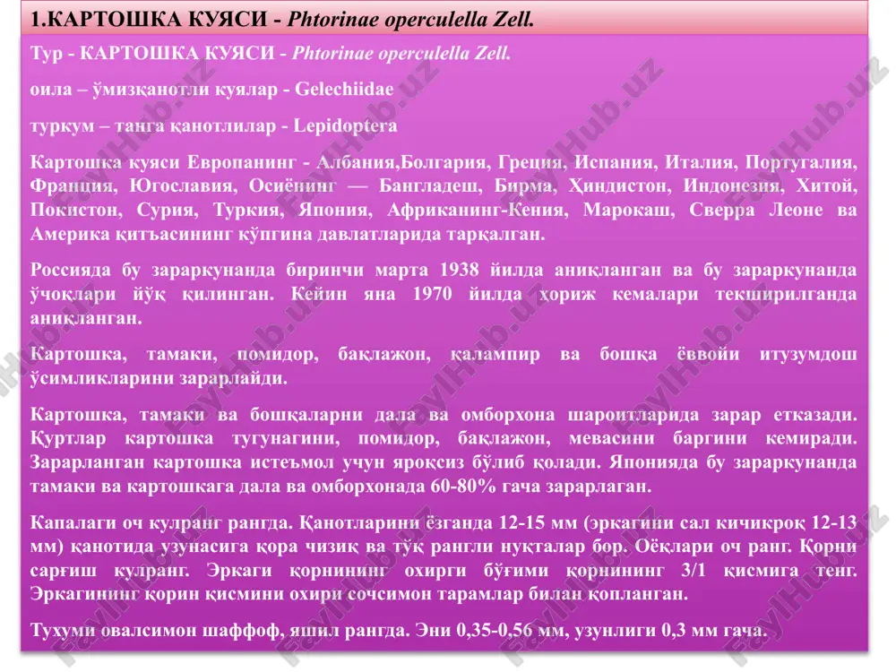 lar 10-13 mm, eni 1,5 mm gacha, sarg'ish pushti rangda yoki yashil rangda bo'lishi mumkin. kartoshka tuganaklaridagi qurtlar barglardagiga nisbatan ochroq rangda bo'ladi. har bir segmentida 10-14 ta ochiq rangdagi tukchalar bor. qurti 4 marta po'st tashlaydi va pilla ichida g'umbakka aylanadi. g'umbagi kumushsimon kulrang pilla ichida g'umbakka aylanadi. pilla uzunligi 10 mm gacha, eni 4 mm bo'ladi. qurt oldin ipak to'r to'qiydi, keyin pillani ustki qismini tuproqqa, chiqindi yoki o'simlik qoldiqlariga yopishtiradi. qurtlar chiqqan teshikchadan ichkariga kirib 3-4 kundan keyin g'umbakka aylanadi. kartoshka kuyasi dala sharoitida qurtlik yoki g'umbaklik davrida qishlaydi. aqsh ning kaliforniya shtatida kapalaklar may oyining oxirida paydo bo'ladi. kapalaklar kartoshka, pomidor, baqlajon, qalampir barglariga bittadan qilib tuxum qo'yadi. omborxonalarda qoplarga, kartoshka tugunaklariga, saqlanayotgan ombordagi pardalarga ham tuxum qo'yishi mumkin. kapalaklar 30 kungacha yashashi mumkin va ular 150-200 tagacha tuxum qo'yadi. kapalaklar ertalab va kech bo'lib quyosh botganda uchadi. lichinkalar barg etini eb oziqlanishni boshlaydi, kartoshka tugunagini, …