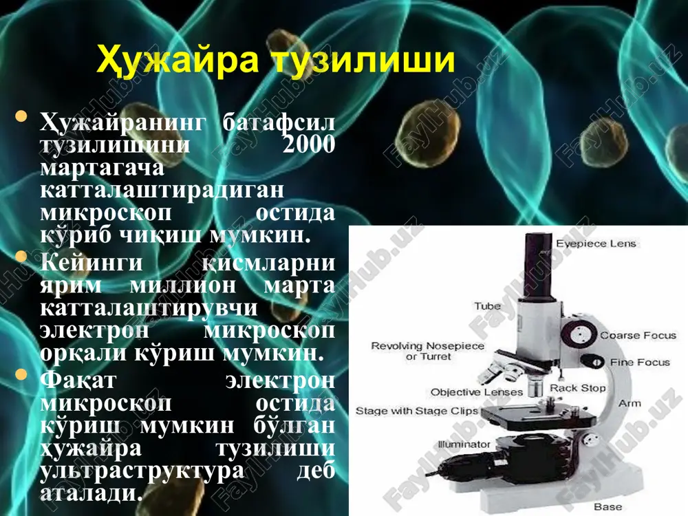 da joylashgan va barcha tsitoplazmatik organoidlarga ega. er-endoplazmatik retikulum funktsiyalari: tsitoplazmaning ustki qavatini qalinlashtiradi tsitoplazmani ichki barqarorlikni ta'minlaydi metabolik mahsulotlar sintezi, saqlanishi va ko'chib o'tishida qatnashadi hujayrda oqsil va steroidlarni sintezi, hamda memrana oqsillarini joylashtirish kabi funktsiyalarni bajaradi ribosomalar  tsitoplazmada erkin harakatlanuvchi yoki er bilan bog'liq kichik organoidlar. ular rnk va oqsildan tashkil topgan. funktsiyalari: ular hujayradagi oqsillar sinteziga javobgar. oqsil sintezining tezligiga qarab, ba'zi hujayralarda ribosomalar millionlab bo'lishi mumkin mitoxondriya funktsiyalari: hujayra mahsulotlarini ko'chirish, hujayra bo'linishi va boshqa jarayonlar energiya talab kiladi. mitoxondriyalar hujayrani energiya bilan ta'minlaydi . • membranali organoid, yadro kabi ikki membranali. tashqi membranasi silliq. ammo ichki membrana burmali, krista deb ataluvchi burmalarnini shakllantiradi. kristalar ichki membrananing ustki yuzasini kattalashtiradi. aynan mana shu kristalarda atf hosil bo'ladi. goldji apparati funktsiyalari: • endoplazmatik retikulumda hosil bo'ladigan oqsillar va lipidlarni saqlaydi, o'raydi va taqsimlaydi. • o'zi uchun mo'ljallangan oqsillar o'zida farq qiluvchi “belgilariga” ega, belgini taniydi va …