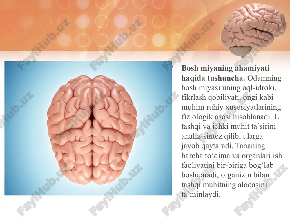 n bo‘lib, bosh miya katta yarimsharlari bilan qoplanib turadi. oraliq miyaning tarkibiy qismlariga ko‘rish do‘mboqlari (talamus), do‘mboqosti soha (gipotalamus) kiradi. miyacha bosh miya katta yarimsharlari ensa bo‘lagining tagida joylashgan, massasi 150 g. u odam tanasidagi barchamuskullarning harakatlarini tartibli bajarilishi, muvozanatda bo‘lishini ta’minlaydi. agar miyacha shikastlansa yoki kasallansa, tana muskullari bo‘shashadi va odam tik turish, yurish, sakrash, yugurish kabi harakatlarni bajarishi qiyinlashib, mast odamga o‘xshab gandiraklab harakat qiladi. bosh miya yarimsharlari oq moddasining orasida, oraliq miyaning ustki qismida kulrang modda to‘plami bo‘lib, u ikki qismdan iborat: oqimtir yadro va targ‘il tana. oqimtir yadro tana muskullari tarangligini va harakatini boshqaruvchi nerv markazi hisoblanadi. u o‘zidan pastda joylashgan oraliq va o‘rta miya funksiyalarini boshqaradi. oqimtir yadro zararlansa, tana muskullarining tarangligi ortib, qo‘l-oyoqlarning harakati qiyinlashadi, yuz muskullarining tarangligi ortib, go‘yo yuzga niqob kiygandek bo‘ladi, ya’ni odamning har xil emotsional (xafa, xursand) holatlarini aniqlab bo‘lmaydi. targ‘il tana oqimtir yadro ishini boshqaradi. targ‘il tana kasallansa, oqimtir …