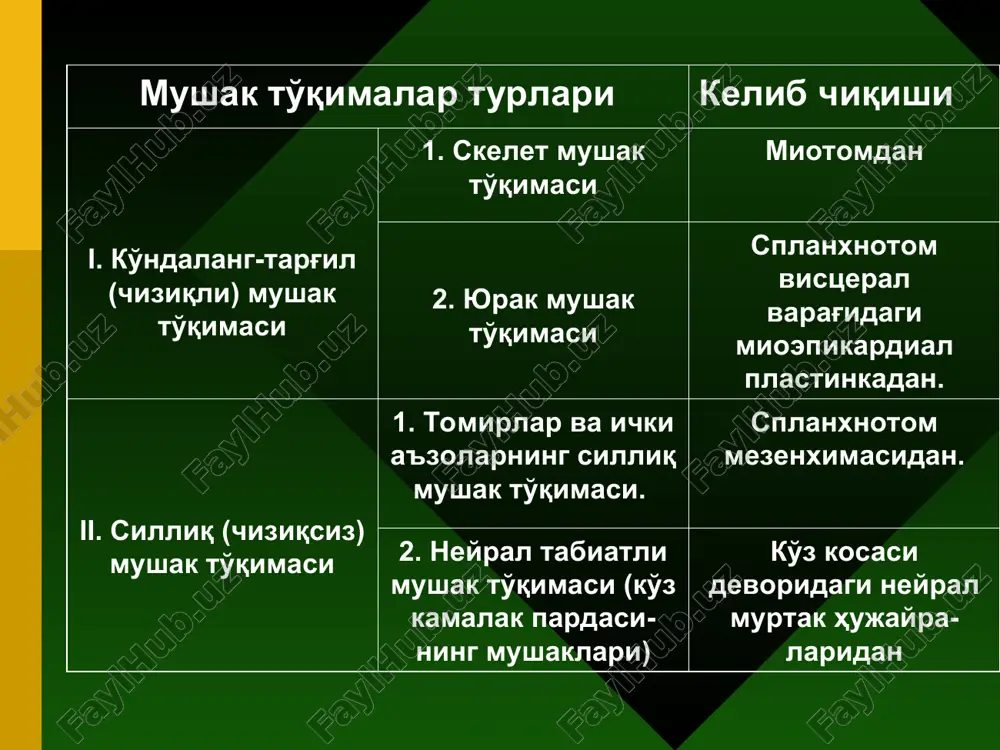 granulyar endoplazmatik to'r, g – triada – elektron mikroskopiya. 1-simplast plazmolemmasi, 2-mitoxondriyalar, 3-miofibrillalar, a-ko'ndalang naychalar, b-«katakchalar» t-sistemalar, v-terminal tsisternalar, g-naysimon elementlar, d-to'rsimon element. sarkomer tuzilishi. sarkomerlarning nozik tuzilishi elektron mikrofotografiyasi (a) va sxemasi (b). • 1 – telofragma (z-chiziq), • 2 – nozik filamentlar, • 3 – n-zona, • 4 – semiz filamentlar, • 5 – mezofrag- ma (m-chiziq) yo'g'on filamentlar miozindan tashkil topgan (a). har bir miozin molekulasi bir-biri atrofida o'ralgan ikkita polipeptid zanjirdan tashkil topgan. har bir zanjir ohirida «boshcha» (b) sifatida tasvir- langan globulyar zona mavjud. miozin filamentlar tutamlar hosil qiladi, ulardan tartibli interval bilan boshchalar chiqib turadi. nozik filamentlar aktinning globulyar oqsilidan tashkil topgan. aktin oqsillarining ikkita zanjiri spiralga birlashadi. nozik filamentlar – ikkita spiral o'ralgan aktin iplari. spiral zanjir arqonlarida tropomiozinning qo'sh spirali joylashgan, unda bo'ylamasiga troponin molekulalari joylashgan. troponin s mushak qisqarishi mexanizmi. yuqoridan o'ngda har bir mushak tolasidagi harakatlantiruvchi nerv oxirgi mayda tarmoqlari …
