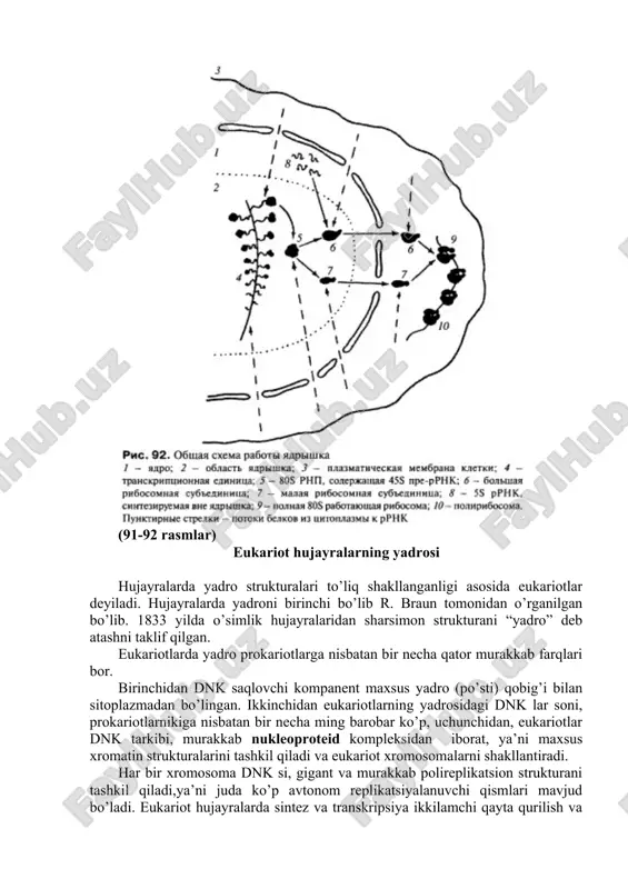 i maxsus xromatin strukturalarini tashkil qiladi va eukariot xromosomalarni shakllantiradi. har bir xromosoma dnk si, gigant va murakkab polireplikatsion strukturani tashkil qiladi,ya’ni juda ko’p avtonom replikatsiyalanuvchi qismlari mavjud bo’ladi. eukariot hujayralarda sintez va transkripsiya ikkilamchi qayta qurilish va “yetilish” jarayonlari amalga oshadi va prosessing hamda splaycing jarayonlarining alohida amalga oshishini o’z ichiga oladi. natijada eukariot hujayralarda dnk va rnk sintezlaridan keyin alohida oqsil sintezi amalga oshadi. eukariot hujayralarda odatda bitta yadro, ba’zi hujayralarda ko’p yadrolar bo’ladi. yadroni sitoplazmadan ajratib turuvchi yadro qobig’i, xromatin, yadrocha, yadroning oqsilli matriksi va karioplazma yoki yadro shirasi. 27-rasm ushbu komponentlar bir va ko’p hujayrali organizmlarning bo’linmayotgan barcha hujayralar yadrosida uchraydi. yadroning eng asosiy komponenti-xromatin bo’lib, u o’z navbatida hujayraning irsiy funksiyalarini bajaradi, xromatin dnk sida o’sha hujayra yoki organizmning barcha irsiy axboroti saqlangan bo’ladi. yadro po’sti eng muhim reseptorli-barer, shuningdek transport va qoplab chegaralovchi funksiyalarni bajaradi. xromatinsiz yadro oqsilli matriks yadroda xromosomalarning erkin joylashishini va …