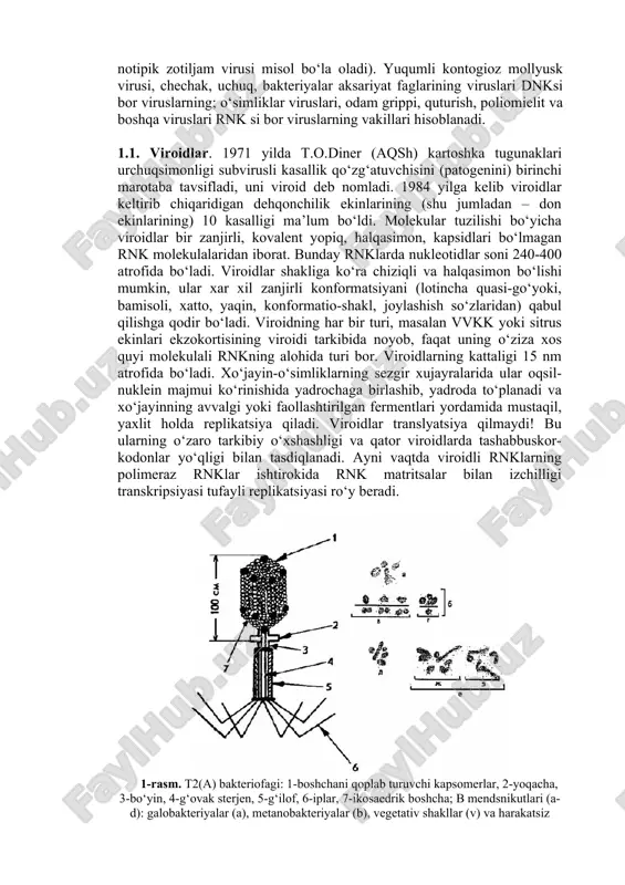. virion shakli uning kapsidi bilan belgilanadi. kapsid nuklein kislotasi bilan birgalikda nukleokapsidni tashkil etadi. viruslarning taxminiy ro‘yhati umurtqalilar viruslarining 17 oilasini va umurtqasiz hayvonlar viruslarining 7 oilasini, bakteriyalar viruslarining 10 oilasini o‘z ichiga oladi. o‘simliklar viruslarining 20 guruxi va zamburug‘ viruslarining 5 guruhi tavsiflangan. viruslarning tasnifiy guruxlarga bo‘linishi hali tugallanmagan bo‘lib, ularni yangi turlari ochilmoqda (bunga ebola viruslari, odam immun tanqisligi-oitv virusi, notipik zotiljam virusi misol bo‘la oladi). yuqumli kontogioz mollyusk virusi, chechak, uchuq, bakteriyalar aksariyat faglarining viruslari dnksi bor viruslarning; o‘simliklar viruslari, odam grippi, quturish, poliomielit va boshqa viruslari rnk si bor viruslarning vakillari hisoblanadi. 1.1. viroidlar. 1971 yilda t.o.diner (aqsh) kartoshka tugunaklari urchuqsimonligi subvirusli kasallik qo‘zg‘atuvchisini (patogenini) birinchi marotaba tavsifladi, uni viroid deb nomladi. 1984 yilga kelib viroidlar keltirib chiqaridigan dehqonchilik ekinlarining (shu jumladan – don ekinlarining) 10 kasalligi ma’lum bo‘ldi. molekular tuzilishi bo‘yicha viroidlar bir zanjirli, kovalent yopiq, halqasimon, kapsidlari bo‘lmagan rnk molekulalaridan iborat. bunday rnklarda …