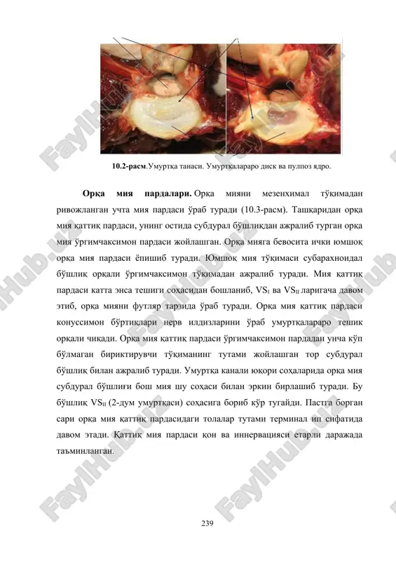 bdural bo'shliq bilan ajralib turadi. umurtqa kanali yuqori sohalarida orqa miya subdural bo'shlig'i bosh miya shu sohasi bilan erkin birlashib turadi. bu bo'shliq vsii (2-dum umurtqasi) sohasiga borib ko'r tugaydi. pastga borgan sari orqa miya qattiq pardasidagi tolalar tutami terminal ip sifatida davom etadi. qattiq miya pardasi qon va innervatsiyasi etarli darajada ta'minlangan. 10.3-rasm. orqa miya pardalari. o'rgimchaksimon parda qattiq miya pardasining ostidan nozik yaltiroq to'siqni hosil qiladi. o'rgimchaksimon parda umurtqalararo teshik atrofida qattiq pardaga o'sadi. qon tomir saqlovchi yumshoq pardasi bevosita orqa miya yuzasida yotadi. o'rchimchaksimon va yushmoq pardalar orasida biriktiruvchi to'qimali tutamlar subaraxnoidal bo'shliqdan o'tadi. subaraxnoidal bo'shliq bosh miya bilan lyushka va majandi teshiklari orqali iv qorincha bilan miya qorinchalari bilan aloqa qiladi. orqa miya subaraxnoidal bo'shlig'ida kanal tizimi va himoya trofik katakchalar bo'lmaydi. subaraxnoidal bo'shlig'i orqa ildizi sohasida fibroz tolalar bilan quyuq sinch kabi o'raydi. subaraxnoidal bo'shlig'i orqa ildizlari bilan tishsimon boylam oralig'ida hech qanday to'siq yo'q …