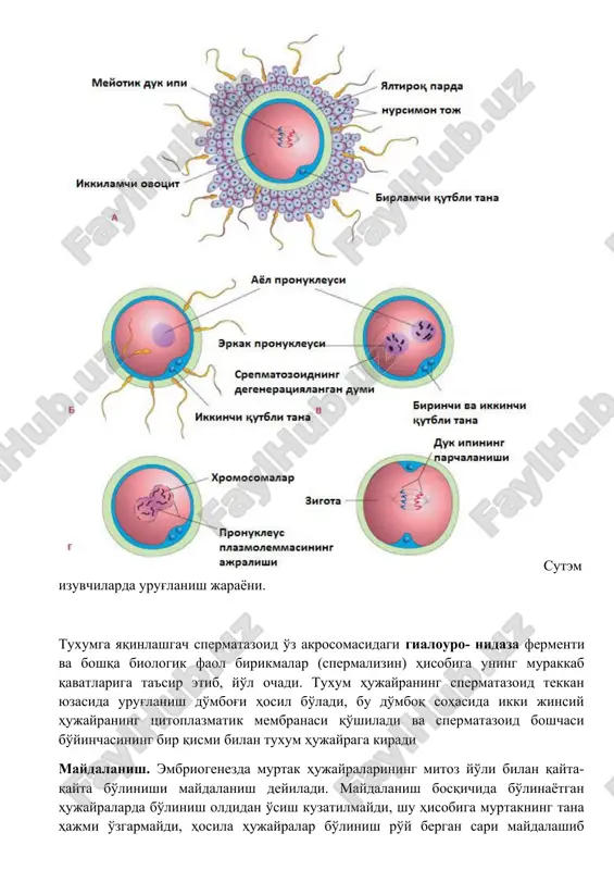 boshqa biologik faol birikmalar (spermalizin) hisobiga uning murakkab qavatlariga ta'sir etib, yo'l ochadi. tuxum hujayraning spermatazoid tekkan yuzasida urug'lanish do'mbog'i hosil bo'ladi, bu do'mboq sohasida ikki jinsiy hujayraning tsitoplazmatik membranasi qo'shiladi va spermatazoid boshchasi bo'yinchasining bir qismi bilan tuxum hujayraga kiradi maydalanish. embriogenezda murtak hujayralarining mitoz yo'li bilan qayta- qayta bo'linishi maydalanish deyiladi. maydalanish bosqichida bo'linayotgan hujayralarda bo'linish oldidan o'sish kuzatilmaydi, shu hisobiga murtakning tana hajmi o'zgarmaydi, hosila hujayralar bo'linish ro'y bergan sari maydalashib boradi va hujayralar bir-biriga zich joylashgan bo'ladi. maydalanish jarayonida hosil bo'layotgan hujayralar blastomerlar deb nomlanadi. maydalanishda quyidagi jarayonlar yuzaga keladi: 1. zigota genotipining ko'payishi; 2. murtak bir hujayralilikdan ko'p hujayralikka aylanadi; 3. yadro va tsitoplazma nisbati tiklana boshlaydi; 4. tsitoplazmatik segregatsiya jarayoni jadallashadi; 5. blastomerlarning mozaikasi o'rnatiladi; bu qavatlar ektoderma va entoderma embrion varaqlari bo'lib, ularda uchinchi embrional varaq-mezoderma hosil bo'ladi. mezoderma hayvonlarda ikki xil - teloblastik, enterotsel yo'l bilan hosil bo'ladi. odamlarda mezoderma enterotsel yo'l …