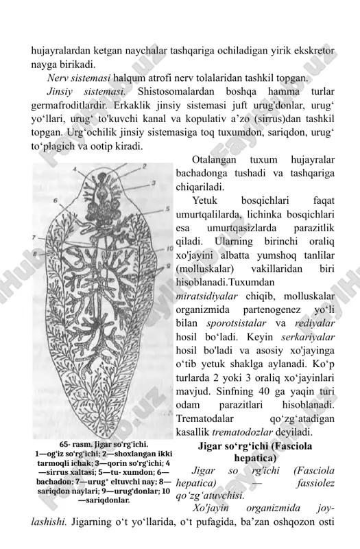 juft urug'donlar, urug‘ yo‘llari, urug‘ to'kuvchi kanal va kopulativ a’zo (sirrus)dan tashkil topgan. urg‘ochilik jinsiy sistemasiga toq tuxumdon, sariqdon, urug‘ to‘plagich va ootip kiradi. otalangan tuxum hujayralar bachadonga tushadi va tashqariga chiqariladi. yetuk bosqichlari faqat umurtqalilarda, lichinka bosqichlari esa umurtqasizlarda parazitlik qiladi. ularning birinchi oraliq xo'jayini albatta yumshoq tanlilar (molluskalar) vakillaridan biri hisoblanadi.tuxumdan miratsidiyalar chiqib, molluskalar organizmida partenogenez yo‘li bilan sporotsistalar va rediyalar hosil bo‘ladi. keyin serkariyalar hosil bo'ladi va asosiy xo'jayinga o‘tib yetuk shaklga aylanadi. ko‘p turlarda 2 yoki 3 oraliq xo‘jayinlari mavjud. sinfning 40 ga yaqin turi odam parazitlari hisoblanadi. trematodalar qo‘zg‘atadigan kasallik trematodozlar deyiladi. jigar so‘rg‘ichi (fasciola hepatica) jigar so rg'ichi (fasciola hepatica) — fassiolez qo‘zg‘atuvchisi. xo'jayin organizmida joy- lashishi. jigarning o‘t yo‘llarida, o‘t pufagida, ba’zan oshqozon osti 65- rasm. jigar so‘rg‘ichi. 1—og‘iz so‘rg‘ichi; 2—shoxlangan ikki tarmoqli ichak; 3—qorin so‘rg‘ichi; 4—sirrus xaltasi; 5—tu- xumdon; 6—bachadon; 7—urug* eltuvchi nay; 8—sariqdon naylari; 9— urug‘donlar; 10—sariqdonlar. bezida parazitlik qiladi. geografik …