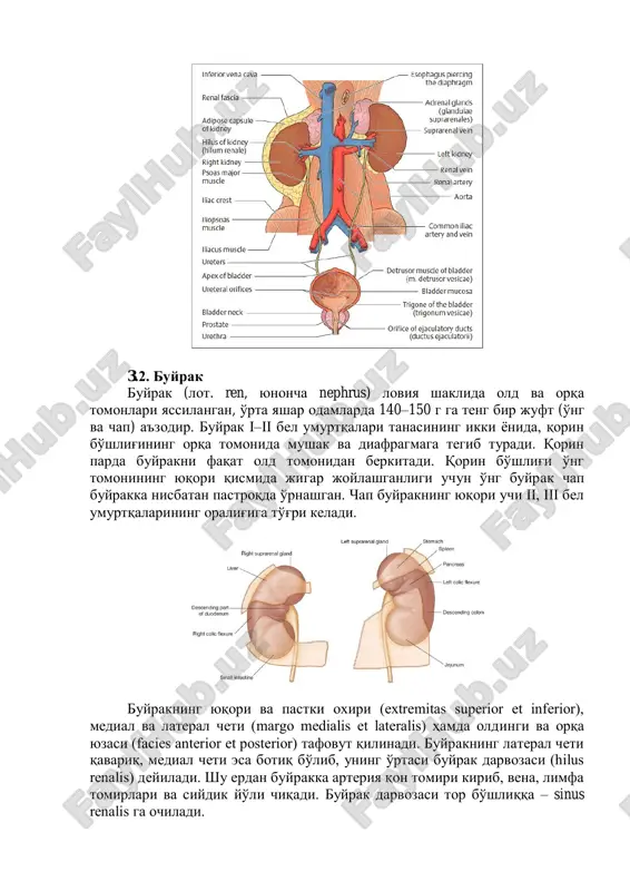 rining oralig'iga to'g'ri keladi. buyrakning yuqori va pastki oxiri (extremitas superior et inferior), medial va lateral cheti (margo medialis et lateralis) hamda oldingi va orqa yuzasi (facies anterior et posterior) tafovut qilinadi. buyrakning lateral cheti qavariq, medial cheti esa botiq bo'lib, uning o'rtasi buyrak darvozasi (hilus renalis) deyiladi. shu erdan buyrakka arteriya qon tomiri kirib, vena, limfa tomirlari va siydik yo'li chiqadi. buyrak darvozasi tor bo'shliqqa – sinus renalis ga ochiladi. ikki pallaga ajratilgan buyrakda jigarrang, qalinligi 4–5 mm keladigan buyrakning po'stloq moddasi (cortex renis) va ichki tomonda alohida-alohida to'dalashib, piramida shaklida joylashgan mag'iz (oq) moddasini (medulla renis) ko'rish mumkin. piramidalarning (pyramides renales) keng tomoni buyrak po'sti tomoniga, so'rg'ich (papillae renalis) shaklidagi uchi buyrak bo'shlig'iga qarab joylashgan. piramidalar taxminan 1 mln. mayda kanalcha (nefron)lardan tuzilgan. buyrak – murakkab tuzilgan ekskretor (organizmga keraksiz moddalarni chiqaruvchi) a'zo bo'lib, u mayda, bir qancha buyrak naychalari (tubules renales) dan iborat. buyrak kanalchalarining bir uchi …