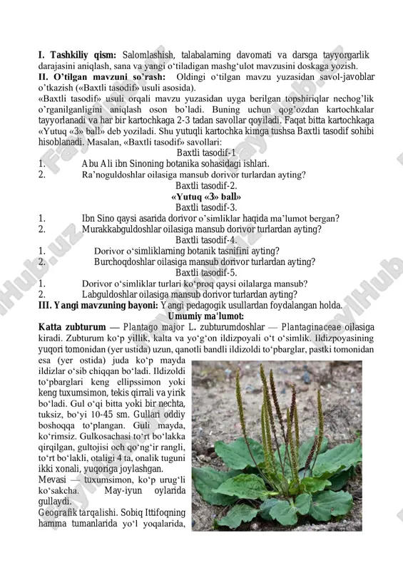 lar turlari ko‘proq qaysi oilalarga mansub? 2. labguldoshlar oilasiga mansub dorivor turlardan ayting? iii. yangi mavzuning bayoni: yangi pedagogik usullardan foydalangan holda. umumiy ma'lumot: katta zubturum — plantago major l. zubturumdoshlar — plantaginaceae oilasiga kiradi. zubturum ko‘p yillik, kalta va yo‘g‘on ildizpoyali o‘t o‘simlik. ildizpoyasining yuqori tomonidan (yer ustida) uzun, qanotli bandli ildizoldi to‘pbarglar, pastki tomonidan esa (yer ostida) juda ko‘p mayda ildizlar o‘sib chiqqan bo‘ladi. ildizoldi to‘pbarglari keng ellipssimon yoki keng tuxumsimon, tekis qirrali va yirik bo‘ladi. gul o‘qi bitta yoki bir nechta, tuksiz, bo‘yi 10-45 sm. gullari oddiy boshoqqa to‘plangan. guli mayda, ko‘rimsiz. gulkosachasi to‘rt bo‘lakka qirqilgan, gultojisi och qo‘ng‘ir rangli, to‘rt bo‘lakli, otaligi 4 ta, onalik tuguni ikki xonali, yuqoriga joylashgan. mevasi — tuxumsimon, ko‘p urug‘li ko‘sakcha. may-iyun oylarida gullaydi. geografik tarqalishi. sobiq ittifoqning hamma tumanlarida yo‘l yoqalarida, dalalarda, ekinzorlarda, o‘tloqlarda, o‘rmon chetlarida, ariq bo‘ylarida va boshqa nam yerlarda o‘sadi. mahsulot tayyorlash. o‘simlik bargi yil bo‘yi yig‘iladi. …