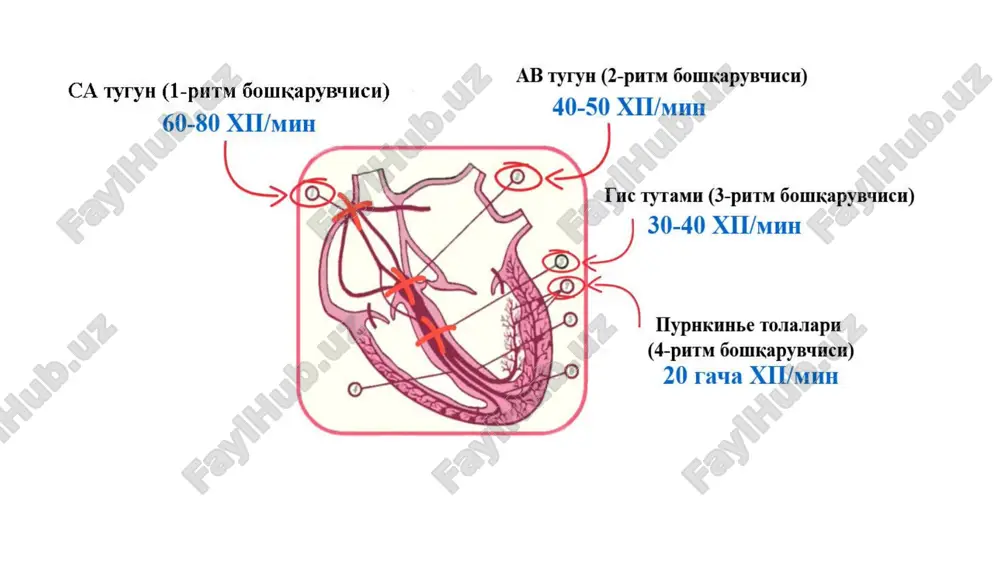 a bo‘lmachalar titrashi va xilpillashi amiodaron universal antiaritmik dori vositasi qorinchali taxikardiya qorinchali ekstrasistoliya wpw sindromida ! sinusli bradikardiya qarshi ko‘rsatmalar: ! bronxial astma ! av blokadalar ! kollaps, shok ! giper va gipoterioz nojo‘ya ta’sirlari: • yuqori lipofilligi uchun yog‘ to‘qimasida to‘planib qoladi • t ½ 80kun. terida giperpigmentatsiya qo‘zning shox pardasida pigment yig‘iladi. • toksik alveolit • qalqonsimon bez faoliyati buzilishi qalqonsimon bez faoliyati buzilishi qorinchalar usti ekstrasistoliyasi arterial gipertoniya (kompleks davolash) qarshi ko‘rsatmalar: nojo'ya ta'sirlari: ! ii va iii darajali av-blokadalar asistoliya ! sinus tuguni xolsizligi sindromi ! arterial gipotoniya ! sinusli bradikardiya bradikardiya arterial bosim