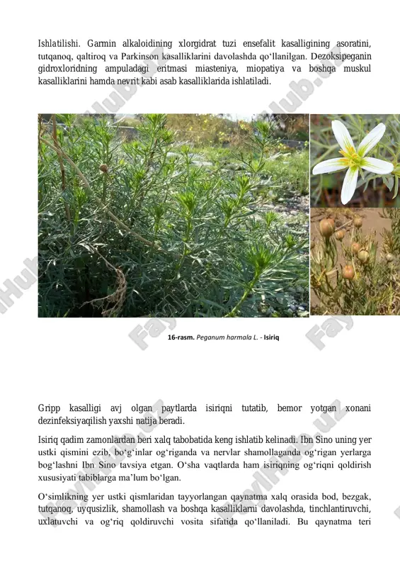 lgan. dezoksipeganin gidroxloridning ampuladagi eritmasi miasteniya, miopatiya va boshqa muskul kasalliklarini hamda nevrit kabi asab kasalliklarida ishlatiladi. gripp kasalligi avj olgan paytlarda isiriqni tutatib, bemor yotgan xonani dezinfeksiyaqilish yaxshi natija beradi. isiriq qadim zamonlardan beri xalq tabobatida keng ishlatib kelinadi. ibn sino uning yer ustki qismini ezib, bo‘g‘inlar og‘riganda va nervlar shamollaganda og‘rigan yerlarga bog‘lashni ibn sino tavsiya etgan. o‘sha vaqtlarda ham isiriqning og‘riqni qoldirish xususiyati tabiblarga ma’lum bo‘lgan. o‘simlikning yer ustki qismlaridan tayyorlangan qaynatma xalq orasida bod, bezgak, tutqanoq, uyqusizlik, shamollash va boshqa kasalliklarni davolashda, tinchlantiruvchi, uxlatuvchi va og‘riq qoldiruvchi vosita sifatida qo‘llaniladi. bu qaynatma teri 16-rasm. peganum harmala l. - isiriq kasalliklariga ham shifo bo‘ladi. shuningdek, yer ustki qismining qaynatmasi terlatuvchi va siydik haydovchi ta’sirga ega. nafas qisish va nafas olish qiyinlashgan vaqtlarda isiriq urug‘i qaynatmasini zig‘ir urug‘i qaynatmasi bilan, zaxm va bod kasalliklarida isriq urug‘i qaynatmasini qalampir urug‘i qaynatmasi bilan birga qo‘shib ichish tavsiya qilinadi. ishning bajarilishi: …