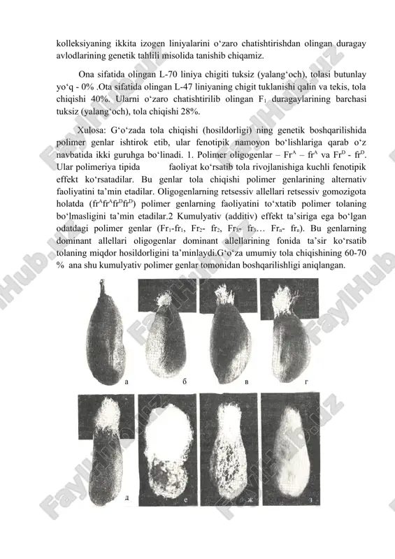 k ta’sir etuvchi gen gen-ingibitor (i-i). bu genning domi-nant allellari ham gomo- va geterozigota (ii, ii) holatlarda yuqorida bayon etilgan uchta strukturaviy genlar (ft1ft1 , ft2ft2 , fcfc) ning faoliyatini butunlay to‘xtatadi, natijada iift1ft1ft2ft2fcfc yoki iift1ft1ft2ft2fcfc genotip-larga ega bo‘lgan o‘simliklarning chigitlari tuksiz (yalang‘och) bo‘ladi. tola chiqishining irsiylanishi. g‘o‘zada miqdor belgi bo‘lgan tola chiqishining irsiylanish qonunlari bilan chigitning tuklanishi va tola chiqishi jihatidan ham genotipi, ham fenotipi bilan alternativ bo‘lgan genetik kolleksiyaning ikkita izogen liniyalarini o‘zaro chatishtirishdan olingan duragay avlodlarining genetik tahlili misolida tanishib chiqamiz. ona sifatida olingan l-70 liniya chigiti tuksiz (yalang‘och), tolasi butunlay yo‘q - 0% .ota sifatida olingan l-47 liniyaning chigit tuklanishi qalin va tekis, tola chiqishi 40%. ularni o‘zaro chatishtirilib olingan f1 duragaylarining barchasi tuksiz (yalang‘och), tola chiqishi 28%. xulosa: g‘o‘zada tola chiqishi (hosildorligi) ning genetik boshqarilishida polimer genlar ishtirok etib, ular fenotipik namoyon bo‘lishlariga qarab o‘z navbatida ikki guruhga bo‘linadi. 1. polimer oligogenlar – fra – …