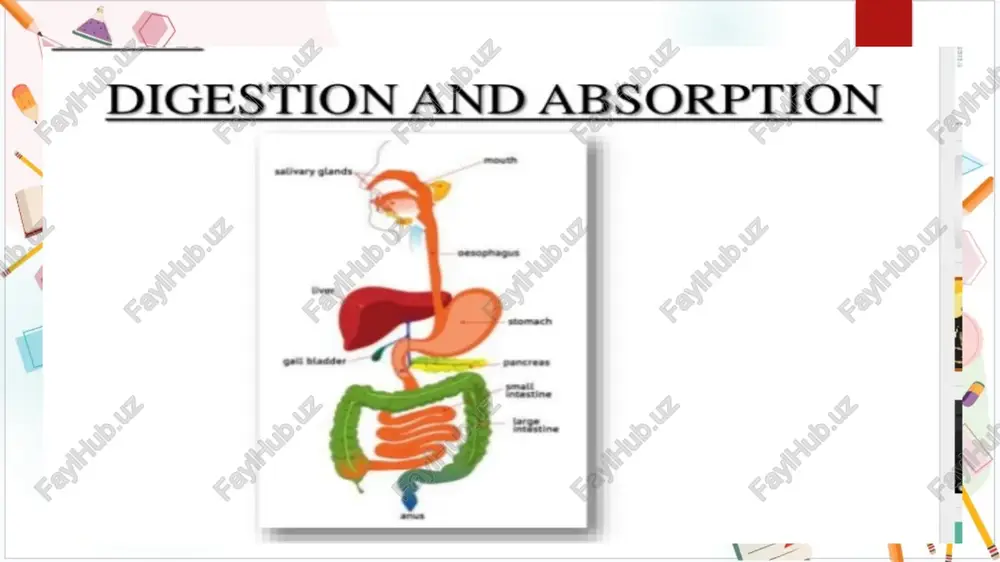 ecommended bluetooth technology oral cavity karthik bharadwa} mouth submandilary and a unsumcam | voltage source converters o ag a building block of hvdc jjwvvusseem and facts kartik bharadwaj liver. gall bladder stomach honeypot-defense through mechanism karthik bharadwa} pancreas duodenum transverse colon jejunum ascending colon — descending colon meum what to upload to caecum — a slideshare tectum vermiform appendix sideshare figure the system customer ¢ 4 olxuz+ 5030p fil company c photo, f x hubspot sansa $v } 8 elpc tomonidan tashkiletilayots x | [br google nepesomsine x @® digestion and absorption - clas: x io i gf as € cg @ slidesharenet/karthikbharadwaj17/digestion-and-absorption-class-11-ppt ax @ = slideshare ‘search upload login signup home explore recommended . : laid luetooth technolo, digestive system: - mre * the human digestive system consists of the alimentary canal and the associated glands seossnannnas voltage source converters as a building block of hvdc and facts: kartik …