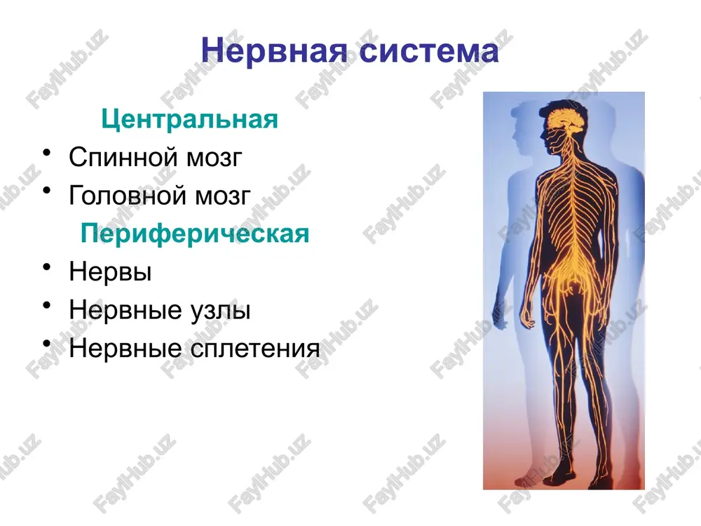 emf oleobject1.bin image5.png image6.png image7.png image8.png image9.jpeg crmhhon mosr b bs cnepes caenn mo3bohoyhom kahane sn a ae nposonrosarsin toscimuo~ kpecruosoe yronuerne mosroson. kone koncxsnt risunok 4. sheynoe spletenie i litsevoy nerv. faysorite cae crneromoaronon camoromoaronon_—r spon aarepanuras fiegietnice tonsiantenia ronywapaa ronoeuore mosra ccnmnionoaroven \ —moskevex crisiouoaronor poponrovarssn sen oor zann sere wormoe ennerene mnewesoe, nnerong| hope ‘cpeaunntir, mepawif none asnni nosbohox, rlosennuioe ennerenne kpecryouoe cnnerenie konunnosoe —f onnevenne cpannoe onnererite copannunern eps} \ tpyavine (wempesepnue) hepost kpectuosbie moncnnunbie eped! hepest _ koxnwo sors wemnoro crnetemmn nepense rpyanie xoxo eere oayaiwowit nope boxoaso rpyanve oxive eave momuanisi xoxnh ope nnova aatepansis xoxinat nope neva {eter mrienoro wepea) monnansit xox eps npeannesen iareparaat xox eps npeannesin epenvie sprounue konv vere boron spouse konno eorot s -kowie sora nortenor0 hep oxi sore eponimmoro wepea ogeanouno-nonspesrih ope oneanouno-naxoeu hope ‘arepanssii roms eps sena mepenvite koxnse sore (senpennsh nope) koma a0 {sanuparensitih eps) ‘osun …