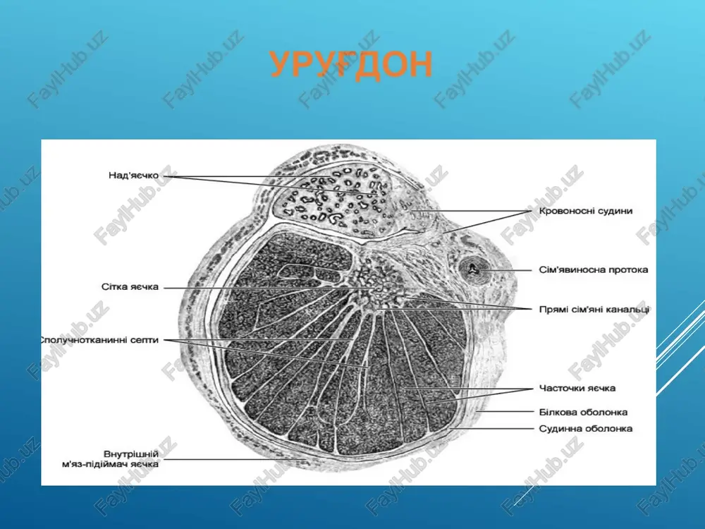ketuvchi nay. bo'yalishi: gem-eozin. 1 – shilliq parda: 1.1 - bo'ylama burmalar, 1.2 - ko'p katorli ustunsimon epiteliy, 1.3 - xususiy plastinka; 2 –mushak parda: 2.1 – ichki bo'ylama qavat, 2.2 – o'rta tsirkulyar qavat, 2.3 –tashqi bo'ylama qavat; 3 - adventitsial parda. urug' pufakchalari,prostata bezi va bulbouretral bezlar prostata bezi umumiy ko'rinishi (ko'ndalang kesimda). bo'yalishi: gem-eozin. 1 - biriktiruvchi to'qimali kapsulasi; 2 - silliq mushak to'qimali qavati; 3 - biriktiruvchi to'qimali to'siq; 4 - bo'lakcha; 5 - prostata siydik yo'l qismi; 6 - urug' do'mboqchasi; 7 - siydik yo'lining bo'shliqlari; 8 - prostata bezlarning oxirgi bo'limlari: 8.1 - shilliq (ichki), 8.2 - shilliq osti (oraliq), 8.3 - bosh (tashqi), 9 - prostata konkretsiyasi; 10 - chiqaruv naylar: 10.1 - shilliq bezlarning, 10.2 – oraliq va bosh bezlarning. hap'aeuko, kposohocei cyannn ciw'seocha nporoka cimea seska fipaui civ'aii kaart snony\hotkahmhh! certh acrounn seaka binkoea osononka bayrpluni m'sa-nipiiiway sewka adiuminal compartment (blue) …