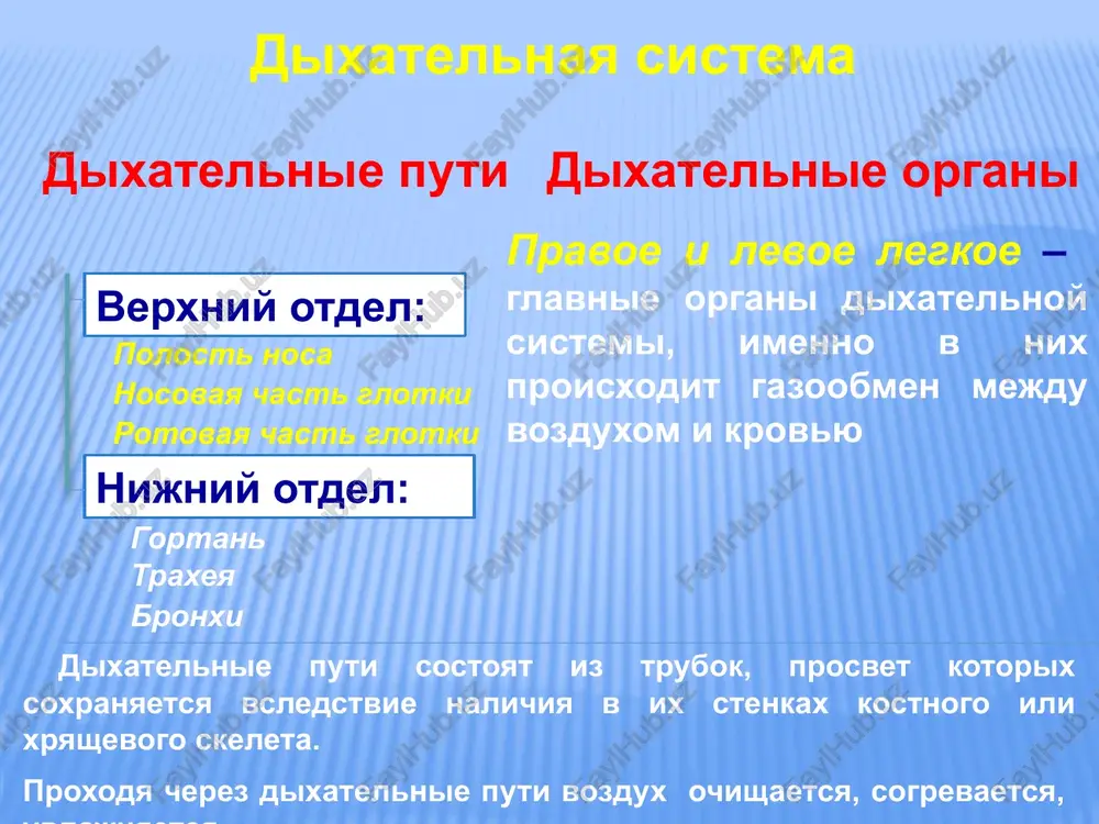 tovidniy: gialinoviy perstnevidniy: gialinoviy nadgortannik: elasticheskiy parnie (3): - cherpalovidniy: gialinoviy - rojkovidniy: gialinoviy - klinovidniy: elasticheskiy perstneshitovidniy: vokrug frontalnoy osi perstnecherpalovidniy: vokrug vertikalnoy osi 2 sustava: mishtsi gortani gortan (golosovie svyazki) 2 chasti: pereponchataya chast: perednyaya mejxryashevaya chast: zadnyaya dlina golosovoy sheli u mujchin: 20-24 mm, u jenshin: 16-19 mm. shirina pri spokoynom dixanii – 5 mm, pri golosoobrazovanii – 15 mm. traxeya neparniy organ, slujashiy dlya proxojdeniya vozduxa. nachinaetsya na urovne vii sheynogo pozvonka, a na urovne v grudnogo pozvonka delitsya na 2 glavnix bronxa – bifurkatsiya traxei. traxeya – trubka dlinoy 8,5 –15 sm, neskolko sdavlennaya v peredne-zadnem napravlenii. sostoit iz 2-x chastey: sheynoy i grudnoy. skelet traxei sostoit iz 16-20 xryashevix (gialinovix) polukolets, kotorie zanimayut okolo 2/3 eyo okrujnosti. stroenie stenki traxei slizistaya obolochka vistlana mnogoryadnim prizmaticheskim resnitchatim epiteliem: resnitchatie kletki bokalovidnie kletki (sekret soderjit gialuronovuyu i sialovuyu kisloti, immunoglobulini) neyroendokrinnie kletki (videlyayut peptidnie gormoni i …