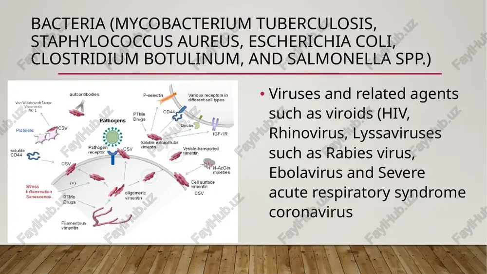 t, the presence of a microbe in a community, and other epidemiological considerations. diagnosis of infectious disease is nearly always initiated by medical history and physical examination. more detailed identification techniques involve the culture of infectious agents isolated from a patient. culture allows identification of infectious organisms by examining their microscopic features, by detecting the presence of substances produced by pathogens, and by directly identifying an organism by its genotype. image2.png image3.png image4.png image5.png image6.png image7.png image8.png image9.png image10.png image11.png image1.jpg = ie i 3 isolation dreikor 8 protective § aii satie: ic patient epidemic virus el protection '¢s bac . hygiene gle 5 acteria ebola iseas i : bvirology me _contsdon @™i_sscience se. labs % 5 y a 8 eg 4 control q) : i £= infected a ee oe an clinic microbe wercee awd autoantibodies p-selectin various receptors in different cell types von willebrandt factor vitronectin pal % …