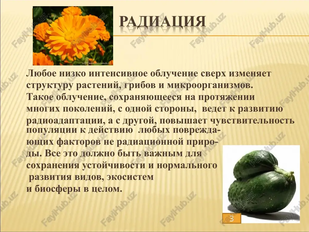 uluchshennim kachestvom kleykovini. odnoznachnix rezultatov issledovaniy o vrede takix produktov net, odnako mnogie uchenie ubejdeni, chto obrabotannie takim obrazom produkti pitaniya takje nesut v sebe mikrozaryad, kotoriy pri popadanii v organizm cheloveka nanosit znachitelniy usherb ego zdorovyu, provotsiruet razvitie onkopatologiy, vnosit izmeneniya v strukturu dnk, privodit k mutatsiyam i nejiznesposobnosti posleduyushix pokoleniy. radiatsionniy mutant u dini: sprava — plod isxodnogo sor­ta; sleva — mutant, krupnoplodniy, s bolshim kolichestvom saxara, visokoaromatniy. a —sxematicheskiy plan gamma-polya;b— vid obluchaemix rasteniy na delyankax gamma-polya. bolshie dozi radiatsii vredni rasteniyam, a malie, naprotiv, stimuliruyut ix. radiostimulyatsiya skazivaetsya v tom, chto rasteniya luchshe razvivayutsya, v nix nakaplivaetsya bolshe xlorofilla — osnovnogo pigmenta, neobxodimogo dlya fotosinteza. oni stanovyatsya krepkimi, luchshe protivostoyat neblagopriyatnim klimaticheskim usloviyam. stimulyatsiya vliyaet ne tolko na rasteniya, no i na ix semena. naprimer, pod vozdeystviem malix doz radiatsii povisilsya urojay rasteniy. sredi rasteniy, virosshix iz takix semyan, ili v ix potomstve obnarujivayutsya razlichnie izmenennie …