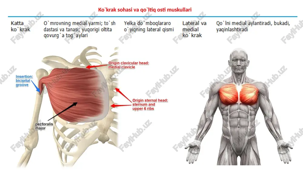 birkish joyi ‘yuzasi nervi \ ss serratus insertion: medial a. ss . " anterior border of scapula (/ pss si ss oldingi = yugorigi sakkiz qovurg’a ‘kurakning medial = uzun ‘kurakni yugoriga aylantiradi;kurakni tishsimon chegarasi ko'krak qo’ bilan uzoglashtiradi va uni yugori gorizontal tomonga ko’ taradi deltasimon 0" mrovning lateral uchdan bir _yelkaning deltasinon qo’ itiq osti ——_uzoglashtiradi, yaqinlashtiradi, qismi,akromion, kurakning girrali do” mbog’i bukadi, yozadi, go’ ini medial va o'sig'i lateral tomonga aylatiradi deltoid muscle insertion: deltoid tuberosity lybrage deltoid muscles kurakigirrasi §=—kurak qirrasi usti chugurchasi_—_yelka katta do’ mbog’ining kurak usti qo” ini uzoglashtiradi ustidagi ‘yugorial girrasi posterior view rotator cuff supraspinatus infraspinatus subscapularis teres major teres minor anterior view kurakigirrasi = -kurak qirrasi osti chuqurchasi__yelka katta do’ mbog’ining_ kurak usti qo" ini lateral aylantiradi ostidagi o°rta girrasi kurak osti kurak osti chugurchasi ‘yelkaning kichik do" mbog’i yugorigi va pastki_ —_yaqinlashtiradi va qo" ini kurak ost, ‘medial aylantiradi insertion: …