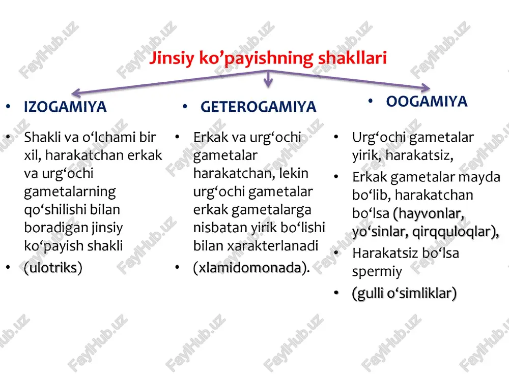 atsiya bunda maxsus jinsiy hujayralar hosil bo‘imaydi. ikkita bir hujayrali hayvon bir biriga yaqin keladi va ularning yadrolari qo’shiladi. masalan infuzoriyalarda qo’shilishdan oldin katta yadrolari erib ketadi va kichik yadrolari ikkiga bo’linib gaploid yadrolarni hosil qiladi. ikkita infuzoriyani bog’lovchi o’rtada sitoplazmatik ko’prikcha yuzaga keladi va shu ko’prikcha orqali gaploid yadrolar qo’shiladi. (rekombinatsiya) hayvonlarda gametogenez gametogenez ya’ni jinsiy hujayralarning hosil bo’lishi. spermotozoid - urug’donning po’stlog hujayrasidan tuxum hujayra - tuxumdonning po’stlog hujayrasidan| hesil bo’ladi gametogenez 4 bosqichni o’taydi. bular quyidagilar. t/r| zonalar | nvac jarayonlar ko‘payish mitoz. boshlang‘ich hujayralar mitoz bo‘linib, soni ortadi. 1 . 2n, 2c . on ¢ tiplari ¢ davrlari ¢ lichinkali ¢ maydalanish ¢ lichinkasiz (tuxumda) ¢ gastrulyatsiya ¢ ona qornida ees * organogenez tuxum => zigota => blastomer -> blastula => gastrula —> neyrulla —>homila lichinkali ontogenez tuxum hujayrada sariqlik moddasi kam bo‘lgan organizmlarda, masalan, hasharotlarda, baliglarda va amfibiylarda kuzatiladi. ularning tuximidan o’zi mustaqil holda oziqlanadigan …
