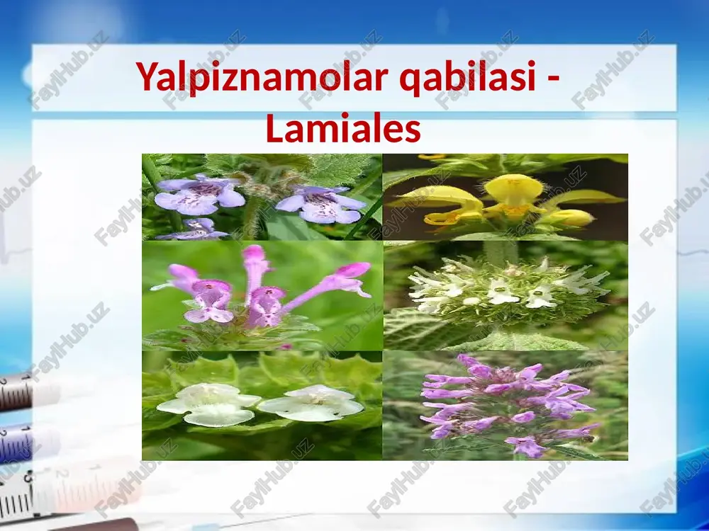 , qandolatchilik va parfyumeriya sanoatida foydalanib kelinmoqda. bu katta oilaga o‘t, chala buta va buta o‘simliklari kiradi. yasnotkalar turkumi - lamium bir va ko‘p yillik o‘t o‘simliklar. o‘zbekiston florasida pushti yasnotka (l.amplexicanle) va oq yasnotka (l.alla) turlari begona o‘t sifatida o‘sadi.l.alla dori tayyorlashda ishlatiladi. ular asal beruvchi o‘simlik hisoblanadi. mavrak turkumi mavrak turkumi - (salvia). ko‘p yillik o‘t chala buta o‘simliklar. uning osiyoda 20 dan ko‘p turi uchraydi. ular tog‘li rayonlarda ko‘p tarqalgan. s. officinalis turi dori tayyorlashda ishlatiladi. yalpiz turi (mentha) ko‘p yillik o‘t o‘simliklari bo‘lib efir moylidir. bu oilaning vakillari asosan zax erlarda, ariq va kanal bo‘ylarida tarqalgan o‘zbekiston florasida osiyo yalpizi (m.asiatica) keng tarqalgan. cho‘l yalpiz (m. arvensis) va jingalak yalpizlar (m. crispa) ekiladi. oddiy rayhon-(acimum basilicum) bir yillik o‘t o‘simlik, uning oq rayhon,qora rayhon, osh rayhon, turlari ma’lum. ular ziravor va xushbo‘y o‘simlik sifatida ekiladi. kiyiko‘tlar turkumi-ziziphora bular tarkibida efir moylari bor bir yillik va ko‘p …