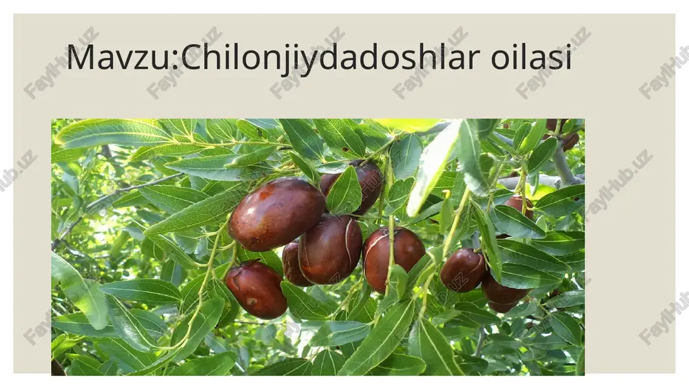 ga kiradi, har yili muttasil yaxshi hosil beradi. tuproq tipi va relefga unchalik talabchan emas. unabining mevasi yirik, xushbo‘y va mazali. uning oziq-ovqat sanoatidagi ahamiyati katta. yirik mevali navlari faqat oziq-ovqat sanoatida ishlatish maqsadida yetishtiriladi va maxsus plantatsiyalarda o‘stiriladi. shu maqsadda o‘zbekiston sharoitida unabining bir qancha yirik mevali navlari o‘rganilib, keng miqyosda o‘stirish tavsiya etilgan olimlarimiz olib borayotgan tadqiqotlarida unabi urug‘larining unuvchanligini oshirish, sifatli ko‘chatlarni tezkor yetishtirish, mo‘l va sifatli hosil olish agrotexnik elementlarini takomillashtirish masalalari muhim ahamiyatga ega. unabi mevasining ta’mi yoqimli, u quritilgan va quritilmagan holda iste’mol qilinadi. unabi mevasi terilgandan so‘ng soya yerda quritiladi va shu holatda saqlanadi va iste’mol qilinadi, — deydi lola xolmirzayeva. — ayniqsa, unabi mevasidan qandolatchilikda hamda konserva sanoatida keng foydalaniladi. mevasidan sharbat, murabbo, ichimliklar va konservalar hamda shirinliklar tayyorlashda foydalaniladi unabining asosiy dorivorligi tarkibida ko‘p miqdorda rutin moddasi mavjud. mevasida rutin moddasining mavjudligi tufayli u gipertoniya kasalligiga chalingan insonlar uchun qimmatli hisoblanadi. …