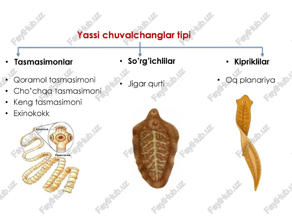 g oldingi gismida ikkita urg‘ochilik jinsiy organi — tuxumdonlar; keyinroqda pufakka o'xshash erkaklik jinsiy organi — urug‘donlar bor. urug‘langan tuxumlar to'p-to'p bo'lib pilla ichiga go'yiladi. tuxumdan chiqqan yosh planariyalar pilla devorini yorib suvga chiqadi. tuxumdon tuxum yo' li urug' yo'li urug’don so'rg'ichli chuvalchanglar ¢ jigar qurti ¢ jigar qurtining uzunligi 3-4 sm, shakli bargsimon bo'lib, tanasining oldingi uchida og'‘iz so‘rg‘ichi, undan sal keyinrogda esa gorin so‘rg‘ichi bor. og’iz so’rg'ichi <—~ qorin so’rg’ichi tana bo’shlig’i hazm gilish sistemasi og'iz so'rg'ichi o'rtasida joylashgan og'iz teshigidan boshlanadi. og'zi gisqa halqum orqali ikki snoxli ichak bilan tutashgan. ichakning har gqaysi shoxi yana ko‘p yon shoxlarga ajraladi. jigar qurti o't suyugligi va gqonni so'‘rib oziglanadi. ikki shoxli ichaklar (ichklar uchi yopiq) ho’jayinlari: 1) asosiy - odam va sutemizuvchilar 2) oraliq — suv shillig’i rivojlanishi kiprikli lichinka tasmasimon chuvalchanglar sinfi qoramol t.ch tanasi kutikula bilan qoplangan, shakli uzun yassi tasmaga o'xshash. voyaga yetgan davrida odamning ingichka …
