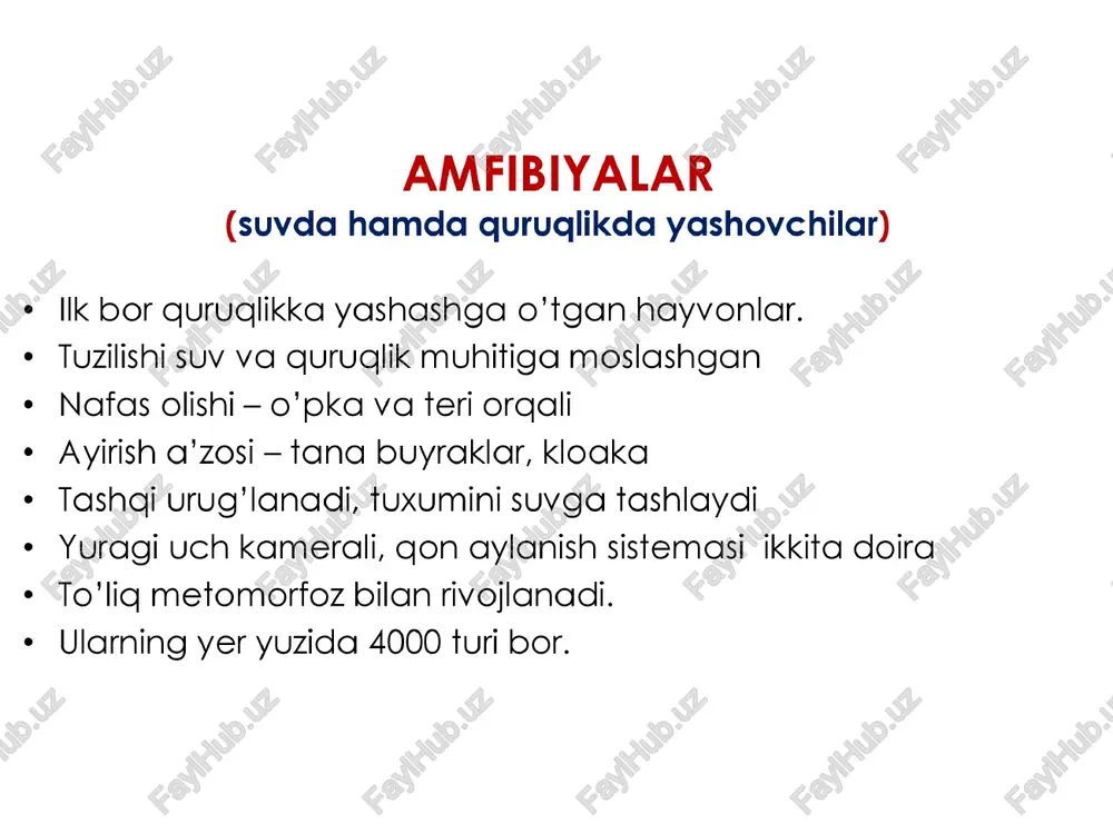 glariga parda tortilganligi »* ko’zlarida qovoqlarning borligi ¢ burnida klapanining bo’ lishi ¢ ter bezlari terini namlab turishi ¢ tuxumida po'chogning yo’ aligi ¢ sezgi a’zolarining tuzilishi rivojlanishi baqa to’'liq metomorfoz (notog’ri rivojlanish) bilan rivojlanadi. tuximidan lichinka chiqadi, itbaliq deb ataladi. itbalig dastlab tuxumdan golgan oziq moddalar hisobiga yashaydi. keyinrog u mayda suv o'tlari, mikroorganizmlar bilan oziqlanadi. rivojlanish davomida dastlab uning orga oyoadlari, so‘ngra oldingi oyoalari paydo bo'ladi. itbaliqning baliqqa o’xshashligi ® yon chiziglarining bo'lishi # jabra orgali nafas olishi » yuragining 2 kameradan iborat bo'lishi # bitta gon aylanish doirasiga egaligi #» dum suzgichning borligi. d unda avval tashdi jabra bo’ladi so’ng u halqum devoridagi ichki jabra bilan alamshinadi, ichki jabra esa o’pka bilan almashinadi. yosh baqa 3 yilda voyaga yetadi. " tashqi jabra > ichki jabra > o’pka yashil qurbaqaning bagqadan farai #® - bagaga nisbatan ancha yirik, fanasi och yashil yoki kulrang tusda - orga oyodlari kuchsiz …