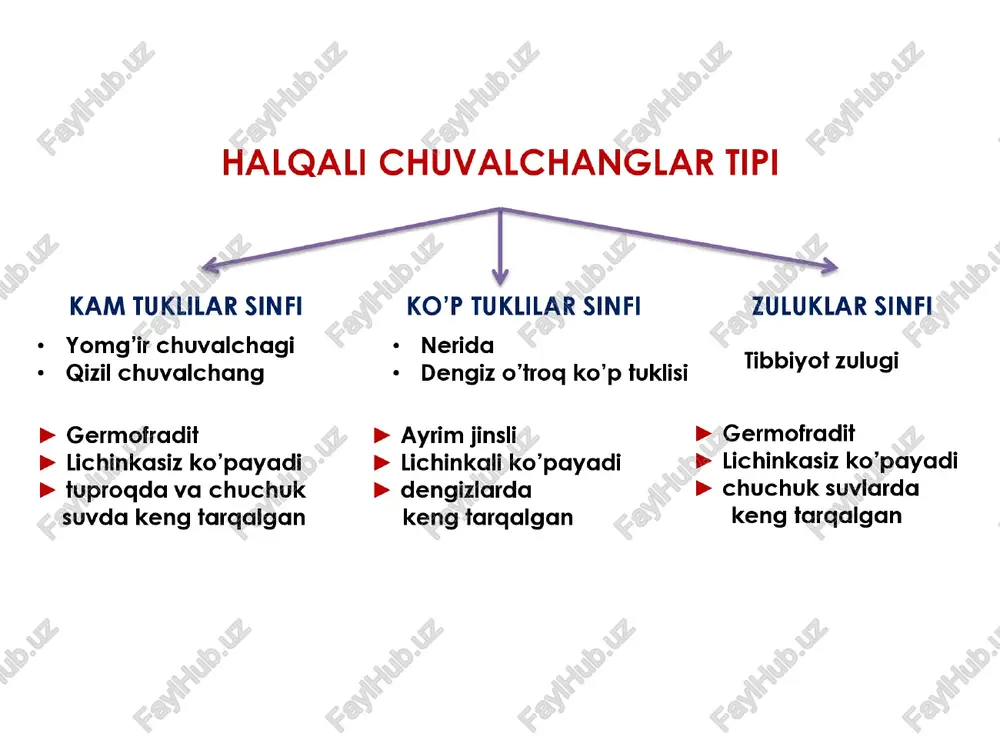 muskullar bo’shashgan holatda bo’ ladi. digestive system circulatory system nervous system reproductive system hearts (5) sistemalari clitellum (secretes a cocoon into which fertilized eggs are deposited) dorsal vessel vazifasini bajaradi nerv folalar - kimyoviy va mexanik ta’sirlarni sezish reflekslari - o’z ozig’ini topadi yordamida tanasi mantiya parda bilan o’ralgan > mantiyadan chig’anogq hosil bo’ladi > qon aylanish sistemasi ochiq, yuragi rivojlangan. > ayirish a’zosi —- tasmasimon buyrak (metanefridiy tipda) molluskalar tipi qorinoyoqlilar ikki pallalilar boshoyoqlilar > germofradit > ayrim jinsli >» ayrim jinsli > o’pka orqali nafas oladi > jabra orgali nafas oladi » jabra orqali >» lichinkasiz ko'payadi > lichinkali ko’payadi * lichinkasiz ontogene > nerv tugunlari ko’p > nerv tugunlari 6 ta ~ nerv tugunlari bosh > paypaslagichlari 2 ta vlarsezgi > paypaslagichlari 4 ta ular oziq miyyani hosil qilgan a’zo hisoblandi tutadi » paypaslagichlari 8-10 ta harakat vazifasi molluskalar tipi qorinoyoqlilar ikki pallalilar boshoyoqlilar > suv shillig’i …