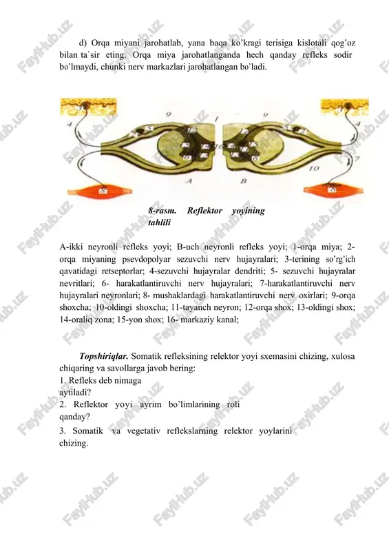 irqilganligi uchun javob reaktsiyasi yo’qligiga ishonch hosil qiling. g) kislotaga botirilgan fil‘tr qog’ozini baqa ko’kragi terisiga qo’yganda uning oldingi oyoq muskullarining reflektor qisqarishiga, ya`ni bu qismda reflektor yoyining butunligiga ishonch hosil qiling. d) orqa miyani jarohatlab, yana baqa ko’kragi terisiga kislotali qog’oz bilan ta`sir eting. orqa miya jarohatlanganda hech qanday refleks sodir bo’lmaydi, chunki nerv markazlari jarohatlangan bo’ladi. 8-rasm. reflektor yoyining tahlili a-ikki neyronli refleks yoyi; b-uch neyronli refleks yoyi; 1-orqa miya; 2-orqa miyaning psevdopolyar sezuvchi nerv hujayralari; 3-terining so’rg’ich qavatidagi retseptorlar; 4-sezuvchi hujayralar dendriti; 5- sezuvchi hujayralar nevritlari; 6- harakatlantiruvchi nerv hujayralari; 7-harakatlantiruvchi nerv hujayralari neyronlari; 8- mushaklardagi harakatlantiruvchi nerv oxirlari; 9-orqa shoxcha; 10-oldingi shoxcha; 11-tayanch neyron; 12-orqa shox; 13-oldingi shox; 14-oraliq zona; 15-yon shox; 16- markaziy kanal; topshiriqlar. somatik refleksining relektor yoyi sxemasini chizing, xulosa chiqaring va savollarga javob bering: 1. refleks deb nimaga aytiladi? 2. reflektor yoyi ayrim bo’limlarining roli qanday? 3. somatik va vegetativ reflekslarning relektor …