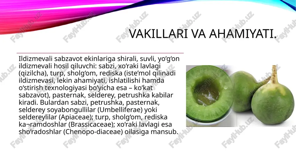 mlar va konserva sanoati uchun ziravor sifatida keng foydalaniladi. turp, sholg‘om hamda rediska uglevodlar, vitaminlardan tashqari sifatli o‘simlik moyi, fiziologik ishqoriy tuzlar saqlab ovqat hazm qilish faoliyatini yaxshilaydi va organizmda zararli tuzlar to‘planishiga yo‘l qo‘ymaydi. bundan tashqari mineral moddalarga va fitonsidlarga boy. turp sharbati bilan asal aralashmasi yo‘talga qarshi vosita, revmatik og‘riqlarni qoldirishda yaxshi yordam beradi. umuman, ko‘pchilik ildizmevali sabzavotlarning davolash ahamiyati qadimdan ma’lum. ildizmevali sabzavotlardan har xil foydalaniladi. sabzi va xo‘raki lavlagi oziq-ovqat va konserva tayyorlashda ishlatiladi. bundan tashqari sabzidan a vitamin ishlab chiqarishda karotin va sabzi shirasi (davolash vositasi sifatida) olinadi. turp, rediska xomligicha, sholg‘om asosan pishirilgan va bug‘langan holda iste’mol qilinadi. selderey, pasternak, petrushka ovqatlarga ziravor sifatida ishlatiladi va konserva tayyorlashda foydalaniladi. kelib chiqishi va tarqalishi. ildizmevali sabzavot ekinlar o‘rta yer dengizi atroflaridan kelib chiqqan. n.i.vavilov (1940) fikricha sabzi va turp kelib chiqish markazi ikkita: o‘rta yer dengizi va janubiy – g‘arbiy hamda sharqiy osiyo hisoblanadi. yapon …