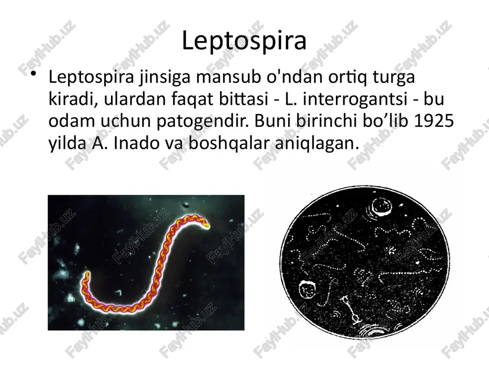 immunitet ma'lum bir tabiatga bog'liq, natijada boshqa leptospira serovarlar tomonidan kelib chiqqan takrorlanadigan kasalliklar paydo bo'lishi mumkin. ekologiya va epidemiologiya leptospira tabiatda keng tarqalgan. saprofitik leptospira suv havzalarida, tuproqlarda, shag'alda va boshqa atrof-muhit ob'ektlarida mavjud. katodik leptospiralar hayvonlarning ko'plab turlariga, ayniqsa kemiruvchilarga (go'sht, kalamush, gerbils, hamsters va boshqalar) ta'sir ko'rsatadi. leptospiroz zoonoz infektsiyadir. hayvonlarda surunkali shaklda, siydik bilan chiqarilishi mumkin. inson infektsiyasi asosan suv va oziq-ovqat (sut, go'sht, non) kasalligi bilan o'tuvchi kemiruvchilar tomonidan sodir bo'ladi. suv va tuproqda leptospira 2-3 hafta davomida, oziq-ovqat mahsulotlarida - bir necha kun davomida hayotiyligini saqlaydi. leptospiroz leptospiroz (suvning isitmasi) - leptospiradan kelib chiqadigan o'tkir zoonotik tabiiy fokusli yuqumli kasallik bo'lib, u issiqlik, buyrak, jigar, yurak-qon tomir va asab tizimlarida, sariqlik va qon ketishning og'ir holatlarida kuzatiladi. saprofitik - l. biflexada. hozirda 200 dan ortiq leptospira serovarlari ma'lum bo'lib, ular 38 ta serogrupni tashkil etadi. ukraina hududida 13 ta serovar izolyatsiya qilingan bo'lib, ularning …