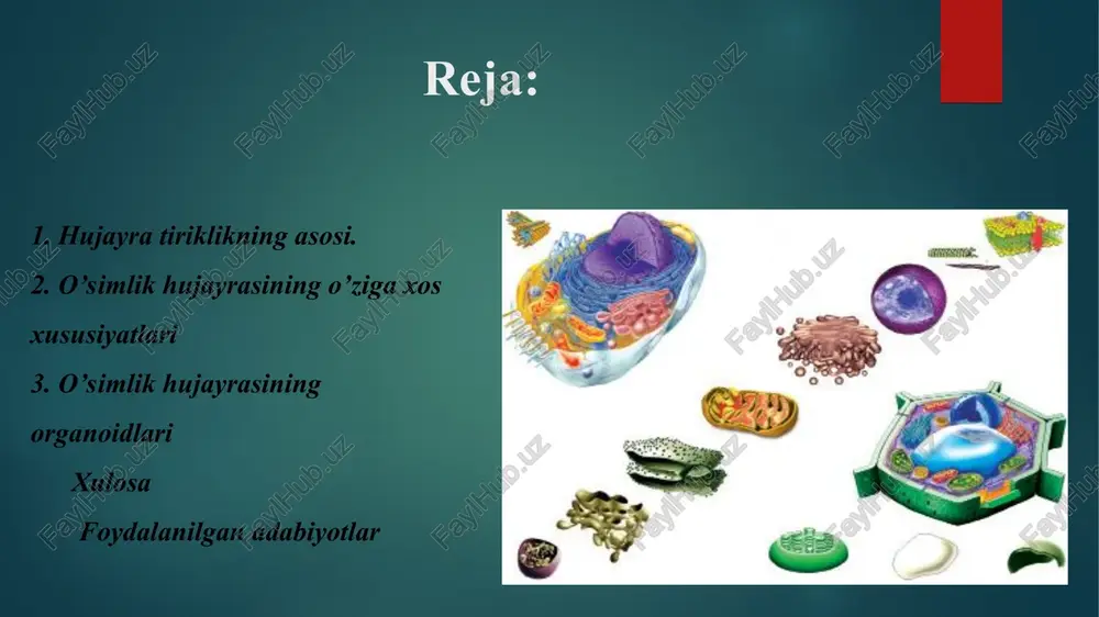raxmal hosil qilishda ishtirok etadi (ayrim leykoplastlarda oqsil va moylar ham to‘planadi). 2.xromoplastlar — har xil rangga ega plastidalar. ular gullar va mevalarga rang beruvchi karotinoidlardan iborat. 3. xloroplastlar — yashil pigmentlar, fotosintez jarayonini amalga oshi radi. o’simlik hujayrasi hujayra qobig’i va uning ichidagi tirik qism: protoplastdan tuzilgan. protoplast tarkibida sitoplazma, yadro, mitoxondriya, plastida, vakuola kabi tirik organoidlar mavjud. hujayra membranasi hujayraga mexanik mustahkamlik beradi hamda moddalami yutilishida ishtirok etadi. yosh hujayralarda po‘st o'sish qobiliyatiga ega. u protoplast komponentlaridan hosil bo‘ladi. membranalar asosan lipoproteidli tuzilmalar bo‘lib 60% oqsil moddalardan, 40% esa lipidlardan, xususan, fosfolipidlardan iborat. ulaming qalinligi 6-10 nm. sitoplazma murakkab sistema bo‘lib, vinda goldji apparati, endoplazmatik to‘r, ribosoma, nvkronaycha va boshqa submikroskopik tuzilmalar joylashgan. organizmning hujayralari bir-birlari bilan plazmodesmalar deb ataluvchi sitoplazmatik ipchalar-kanalchalar bilan bog‘langan bo‘lib ular orqali hujayralararo moddalar almashinuvi ro‘y berib turadi. yadro. irsiy belgilami saqlovchi organoid bu yadrodir. 0 ‘simlik hujayrasi yadrosining diametri 10 mkm atrofida …