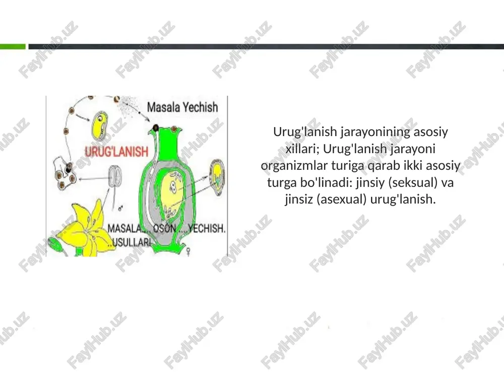 inlaydi. moslashuvchanlikning pastligi: jinsiy reproduksiya bilan solishtirganda, jinsiz reproduksiya yangi muhitga moslashishda kamroq imkoniyat beradi. shuning uchun jinsiz ko'payish ekologik sharoitlar o'zgarmagan joylarda samarali bo'ladi. 6 c partenogenez; partenogenez — bu urg'ochi individning tuxum hujayrasidan jinsiy aloqasiz yangi avlodlarning paydo bo'lishidir. bu jarayon asosan ba'zi hasharotlar, o'simliklar va ba'zi amfibiyalarda uchraydi. partenogenez jinsiy reproduksiyaga o'xshash bo'lsa-da, u faqat bitta jinsdan organizmlar tug'ilishini ta'minlaydi. urug'lanish jarayonining ekologik va evolyutsion ahamiyati: urug'lanish jarayoni organizmlar turining saqlanishi va ekologik tizimlarning barqarorligini ta'minlashda muhim rol o'ynaydi. jinsiy va jinsiz reproduksiyaning har biri o'ziga xos ekologik sharoitlarda afzalliklarga ega bo'lib, muhit sharoitlariga qarab turli xil strategiyalarni qo'llashga imkon beradi. 7 jinsiy reproduksiyaning afzalliklari: bu jarayon yangi genetik kombinatsiyalarni yaratadi, bu esa organizmlarning o'zgaruvchan muhitga moslashuvini osonlashtiradi. shuningdek, jinsiy reproduksiya tabiiy tanlanish jarayonini kuchaytiradi, bu esa hayotning diversifikatsiyasiga olib keladi. 8 jinsiz reproduksiyaning afzalliklari: tez va samarali ko'payish imkoniyati mavjud bo'lib, o'simliklar va mikroorganizmlar kabi organizmlar …