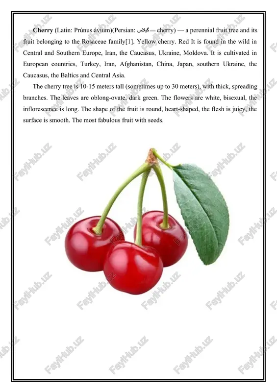 s, the baltics and central asia. the cherry tree is 10-15 meters tall (sometimes up to 30 meters), with thick, spreading branches. the leaves are oblong-ovate, dark green. the flowers are white, bisexual, the inflorescence is long. the shape of the fruit is round, heart-shaped, the flesh is juicy, the surface is smooth. the most fabulous fruit with seeds. apricot is a genus of trees in the family of the asteraceae; a fruit plant. homeland - central asia. in asia, 10 species are known. common apricot, manchurian apricot, siberian apricot, david apricot and black apricot. the species are widespread. cultivated in northern india, iran, turkey, italy, spain, north and south africa, north america, australia, central asia, transcaucasia and the south of the european part of russia. it was cultivated in central asia and china 5 thousand years ago, and in southern europe 2 thousand years ago. there are more than …