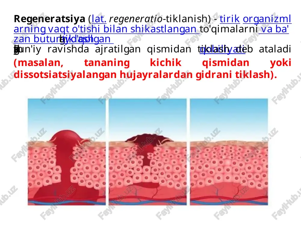man bunga qodir. reparativ regeneratsiya esa — patologik yoki jarrohlik sababli yo‘qotilgan to‘qimaning o‘rnini vaqtincha yoki barqaror biriktiruvchi to‘qima egallashi. reparativ regeneratsiyaning turlari organizmda sodir bo‘layotgan shikastlanish darajasi, zararlangan to‘qima turi va tiklanish shakliga qarab turlicha bo‘ladi. tibbiyotda bu jarayon bir necha asosiy turlarga bo‘linadi: 1. to‘liq bo‘lmagan regeneratsiya (inkomple regeneratsiya) bu eng keng tarqalgan tur bo‘lib, zararlangan to‘qima o‘zining asl tuzilmasi bilan emas, balki biriktiruvchi to‘qima bilan almashtiriladi. 👉 asosiy xususiyat: funksiyaning faqat qismi tiklanadi, strukturasi esa o‘zgaradi. misollar: miokard infarktidan so‘ng chandiq to‘qimasi hosil bo‘lishi. teri chuqur yarasidan so‘ng chandiq qolishi. 2. hiperregeneratsiya (ortiqcha regeneratsiya) bu holatda regeneratsiya jarayoni me’yordan ortiq sodir bo‘ladi. ba’zan bu patologik o‘sishga olib keladi. misollar: keloid chandiq – normaldan ortiq biriktiruvchi to‘qima o‘sadi. og‘ir infeksiyalardan so‘ng fibroz jarayonining kuchayishi. 3. serebratsion (muvozanatli) regeneratsiya bu turda zararlangan to‘qimaning tiklanishi atrof to‘qimalarning fiziologik holatiga mos ravishda amalga oshadi. tiklanish muvozanatli va organizm uchun maksimal foydali …