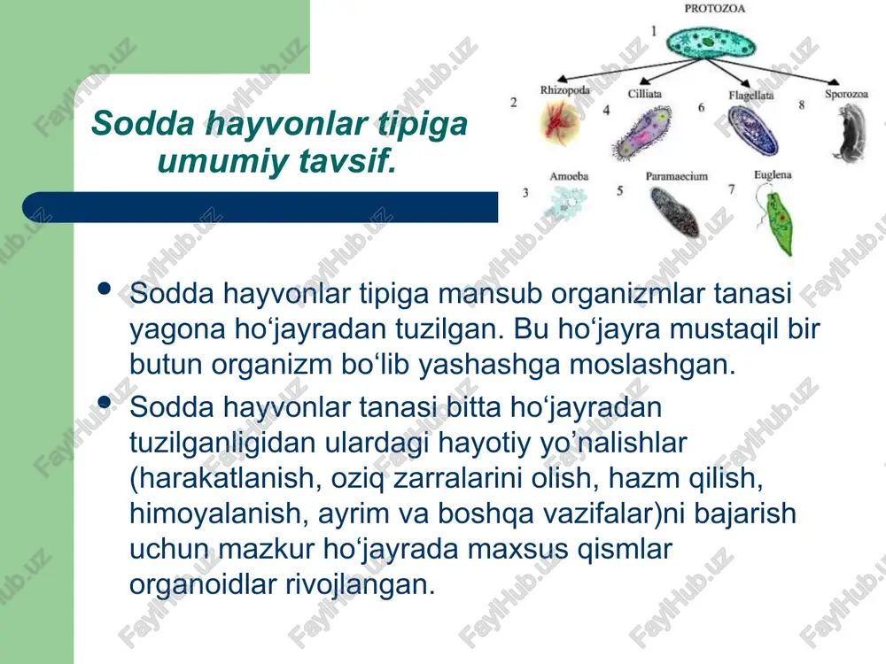 r yoki suvi tozaroq kichik havzalar tubida yashaydi. kattaligi 0,5 mm protey amyobasining mikroskop ostida tanasi atrofida bir tomondan o‘sib ikkinchi tomondan qisqarib turuvchi to‘mtoq-cho‘ziq uchlarini aniq ko‘rish mumkin. bular yolg‘onoyoqlilar deb ataladigan orgonoidlar bo‘lib amyoba shular vositasida harakatlanadi. bu oyoqlar oziqni qamrab olishga ham xizmat qiladi. amyoba tanasi tashqi qavat bilan o‘ralgan bo‘lib, bu ektoplazma deb ataladi. ektoplazmaning ichki qismi sitoplazma bilan to‘lgan. sitoplazma tananing qaysi tomoniga harakat qilsa, o‘sha tomonidan yolg‘on oyoq hosil bo‘ldai. oziq hazm bo‘lishi – yolg‘on oyoqlar bilan o‘rab olingan oziq endoplazmaga o‘tgach, tiniq suyuqlik pufakcha bilan qoplanadi. bu pufakcha ovqat hazm qilish vakuolasi bo‘lib u oziqni eriydigan holga keltiradi va shu yo’l bilan tanaga tarqatadi. xivchinlilar sinfi – (mastigopora) sakkiz mingga yaqin turni o‘z ichiga oladigan bu sinf 2 ta kichik sinfga bo‘linadi. 1. o‘simliksimon xivchinlilar 2. hayvonsimon xivchinlilar o‘simliksimonlarning harakterli vakili yashil evglena (evglina virdis) ko‘pincha to‘xtab qolgan ko‘lmak suvlarda ba’zi bir ifloslangan …