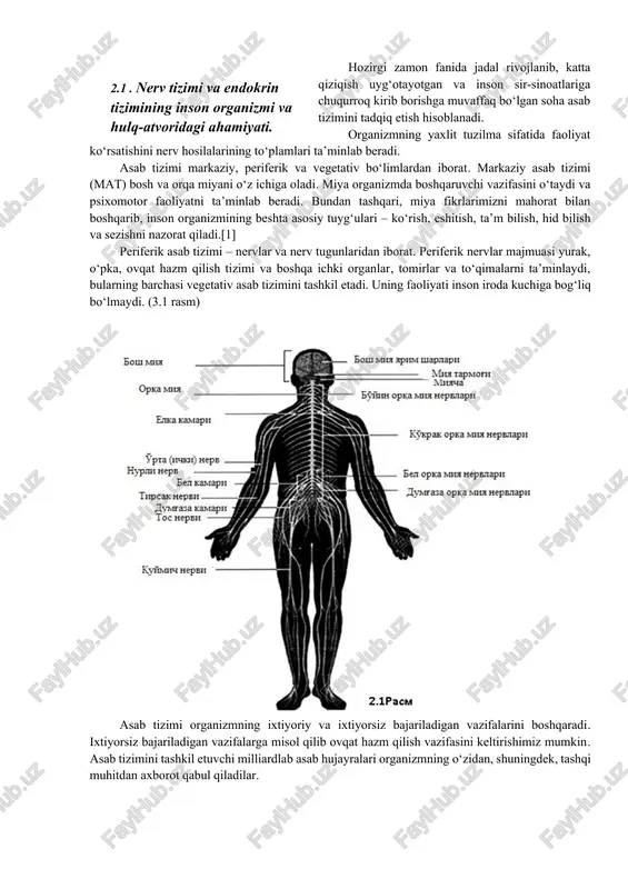 aklarda hamda ayollarda uchraydi. agar testosterone ayol organizmida ko’payib ketsa, u holda bu homilada erkak jinsiy a’zolarining rivojlanishiga olib keladi. shuningdek, o’g’il bolalarda jinsiy yetilish davrida tashqi jinsiy belgilarning rivojlanishi tezlashishi kuzatiladi shartsiz reflekslar – organizmning muhim hayotiy ta’sirlovchi omillar (ozuqa, xavf va shunga o‘xshashlar)ga nisbatan tug‘ma reaksiyasi. shartli reflekslar – bu organizmning shunday reksiyalaridirki, ular tug‘ma bo‘lmasdan, hayotiy sharoitlarda orttiriladi. retseptorlar – hissiy yoki sensor hujayralar bo‘lib, ular, ya’ni, bu ta’sirlanish, ichki yoki tashqi ta’sirlanish bo‘lishidan qat’iy nazar, u haqidagi axborotni qabul qilgandan so‘ng, o‘zgartirib, asab tizimiga etkazib beruvchi maxsus tuzilmalardir. hozirgi zamon fanida jadal rivojlanib, katta qiziqish uyg‘otayotgan va inson sir-sinoatlariga chuqurroq kirib borishga muvaffaq bo‘lgan soha asab tizimini tadqiq etish hisoblanadi. 2.1 . nerv tizimi va endokrin tizimining inson organizmi va hulq-atvoridagi ahamiyati. organizmning yaxlit tuzilma sifatida faoliyat ko‘rsatishini nerv hosilalarining to‘plamlari ta’minlab beradi. asab tizimi markaziy, periferik va vegetativ bo‘limlardan iborat. markaziy asab tizimi (mat) bosh …