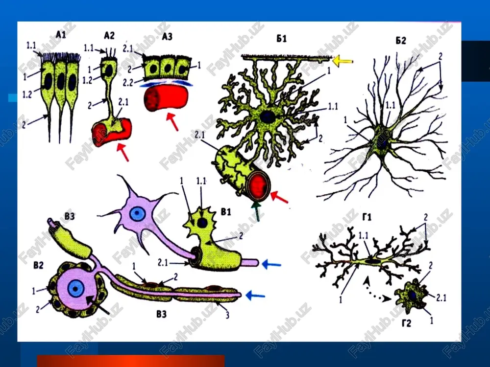 aksoaksonal sinaps, 7 – aksodendritik sinaps, 8 – aksosomatik sinaps, 9 – kapillyar, 10 – astrotsitning perivaskulyar oyoqchasi. neyroglial hujayralari 4 hil neyrogliya hujayralari oligodendrogliotsitlar, astrotsitlar, ependimotsitlar va mikrogliya hujayralari bor. oligodendrogliotsitlar bir vaqtning o'zida bir qancha akson atrofida mielin parda hosil qiladi. (b) astrotsitlar tanasidan radial yo'nalgan ko'p sonli o'siqchalari qon kapillyarlari devorida perivaskulyar oyoqchalar hosil qilib tugagan.v).ependimotsitlar epiteliy hujayralariga o'xshash bo'lib, bosh miya qorinchalari va orqa miyaning markaziy kanal devorini qoplab turadi. (g) mikrogliya hujayralari fagotsitoz va immun - himoya vazifalarni bajaradi. gliotsitlarning asosiy turlari va ularning nerv tizimidagi to'plamlari i. kulrang modda ii. oq modda. iii. nerv tizimining periferik bo'limi. 1 - ependimotsitlar, 2- qisqa o'simtali astrotsitlar, 3- qon tomir, 4- neyronlarning tanasi, 5- mikrogliya, 6-nerv tolalarining lemmotsitlari, 7- mnt oq moddasining tolasimon astrotsitlari, 8- periferik nerv tizimi nerv tolalarining lemmotsitlari, 9- nerv tugunlarining satellitlari. astrotsitlar astrotsitlar mns eng ko'p tarqalgan neyrogliya hujayralari. ularning tanasidan (s) radial …