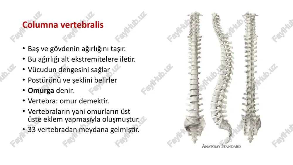 ığı karşılayabilmesi için yukarıdan aşağıya doğru gövde büyür. üst ve alt yüzeylerine discus intervertebralis tutunur. bu yüzlere facies intervertebralis denir corpus vertebrae facies intervertebralis arcus vertebrae corpusun arkasından çıkan sağ ve sol laminaların birleşmesi ile olur laminaların, corpusa tutunduğu bölüme pendinculus arcus vertebrae denir. her bir pedunculus’un üst ve alt kenarında birer çentik oluşur. i̇ncisura vertebralis superior: üst taraftaki çentik i̇ncisura vertebralis inferior alt taraftaki çentik pendinculus arcus vertebrae i̇ncisura vertebralis superior i̇ncisura vertebralis inferior vertebralar birbirleri ile eklem yaptığı zaman; alt vertebraya ait incisura vertebralis superior ile üst vertebranın incisura vertebtalis inferior’u karşı karşıya gelerek foramen intervertebrale’yi meydana getirirler. bu delikten nervus spinalis geçer. processuslar: arcus vertebrae üzerinde yedi tane çıkıntı: processus transversus: 2 tane processus spinosus: 1 tane processus articularis. 4 tane processus transversus processus spinosus processus articularis processus transversus: arcus vertebrae’nın corpusa yakın bölümünden iki taraflı olarak laterale doğru uzanan çıkıntılardır. thoracal vertebralar, bu çıkıntılar vasıtasıyla kostalarla …