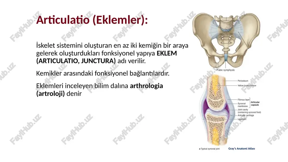 ni sağlar. art. radioulnaris 3. gomphosis: diş kökleri ile çene kemikleri arasındaki eklem. bir oyuk içerisine koni şeklindeki yapının girmesiyle oluşmuştur. articulationes cartilagineae (az hareketli eklemler) kemikler arasında kıkırdak vardır. esneme tarzında kısıtlı bir hareket sağlanır. bu yüzden bunlara hemiarthrosis de denir. i̇ki kısımda incelenir: 1- synchondrosis 2- symphysis synchondrosis (primer kartilaginöz eklem): eklem yüzleri arasında kıkırdak bulunur. kemik kostalar ile sternum arasında bulunan kıkırdak kostalar buna misaldir yine sternum’un corpus’u ile proc. xiphoideus arasındaki eklem buna örnektir -symphysis: eklem yüzleri arasında fibrokartilaginöz yapıda bir discus bulunur. -pubis kemikleri arasındaki eklem (symphysis pubica) ve -vertebra gövdeleri arasındaki eklem (symphysis intervertebralis) hareketli eklemlerin temel özellikleri: 1. facies articularis: eklem yüzü 2. capsula articularis: eklem kapsülü membrana fibrosa, membrana synovialis 3. eklem sıvısı: synovial sıvı 4. cavum articulare: eklem boşluğu 5. ligamentum articularis: eklem bağları 6. cartilago articularis: eklem kıkırdağı eklem içi oluşumlar: meniscus, discus, labrum articulare, bursa synovialis hareketli eklemler (articulationes …