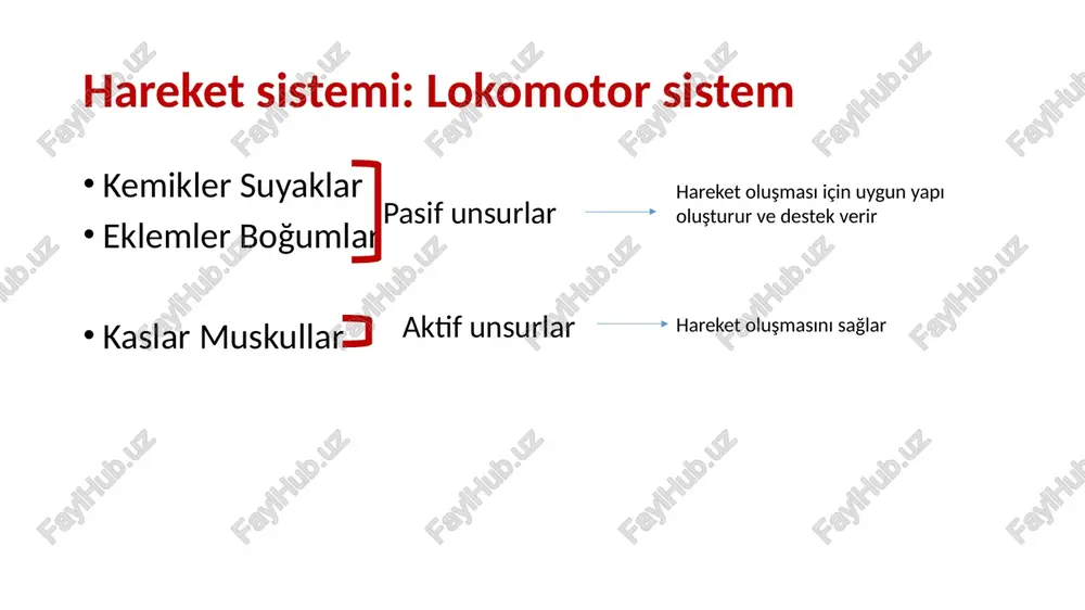 on denir. osteoporoz’da (kemik erimesi) organik kısım azalmıştır, kolayca kırılır. van de graaff human anatomy principles of anatomy and physiology www.quora.com morfolojik yapı: bir uzun kemik, uzunlamasına ikiye bölünürse, iki farklı yapı görülür. 1- substantia compacta: sıkı-sağlam (dışta) osteon-havers kanalları 2- substantia spongiosa: süngerimsi (içte) trabeküler yapı substantia compacta kollajen lifler, lameller şeklinde üst üste sıralanır havers sütunları’nı oluşturur. 3-10 lamel ortasında havers kanalı vardır. osteon denilen havers sütunları, yan yana ve üst üste gelir osteon: lamellerin arasını ara madde doldurur ara madde içinde osteositler lacuna adı verilen boşluklarda yer alır havers kanallarını birleştiren transvers kanallara volkman kanalları denir. damar ve sinirler geçer. bu yapı sadece kompakt kemikte training.seer.cancer.gov substantia spongioza kısa küçük kemikler ve uzun kemiklerin uçlarında bulunur. birbiriyle bağlantılı bölmelerden oluşur. bölmelerin içi kırmızı kemik iliği ile doludur. kemik dokusunda bulunan hücreler osteoblastlar (yapım rejenerasyon) osteoklastlar (yıkım resorpsiyon) osteosi̇tler (olgun kemik hücreleri) osteoblastlar: mezenşimal dokudan gelişir. ara maddeyi …