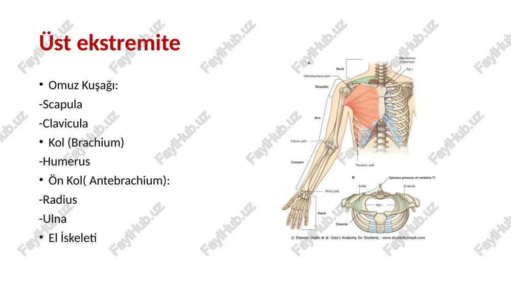 lae acromion processus coracoideus facies costalis (anterior): yayvan-çukur şeklinde fossa subscapularis linea muscularis (fossa subscapularis’i kaplayan m. subscapularis‘in tutunması ile oluşan izler facies dorsalis (posterior ) spinae scapulae: -m.deltoideus (kolun esas abduktor kası) -m.trapezius (omuz çökmesini engelleyen kas) fossa supraspinata (konkav) fossa i̇nfraspinata (konkav+konvex) acromion trigonum spinae: spinae scapulae ile margo medialis arasında linea i̇nterspinalis: t4 vertebra seviyesi bu seviyenin üzerinde, akcierlerin üst lobları bulunur. margo superior en kısa en ince biraz konkav margo lateralis: en kalın margo medialis: en uzun üst 1/3 kaslarla kaplı alt 1/3 palpe edilebilir margo superior: processus coracoideus: m. pectoralis minor(i) m. coracobrachialis(o) m. bicepsbrachii ‘nin caput brevesi(o) i̇ncisura scapula: lig. transversum scapulae superior tutunur. oluşan delikten nervus suprascapularis geçer angulus inferior 7. kaburga veya t7 palpe edilebilir angulus superior 2. kosta hizasında angulus lateralis en kalın cavitas glenoidalis caput scapulae/collum scapulae cavitas glenoidalis angulus lat’te yer alır dışa ve öne bakar tuberculum supraglenoidale -m.biceps …