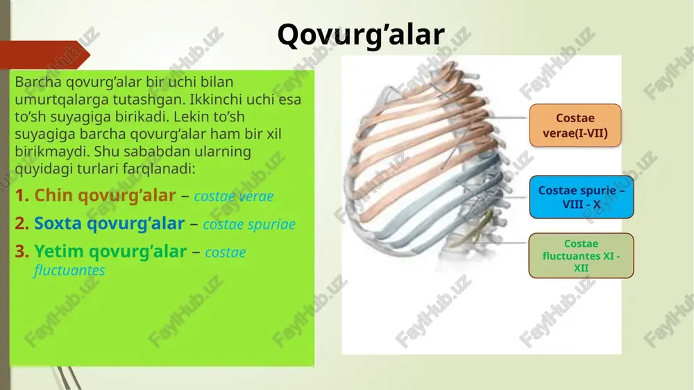rculum musculi scaleni sulci arteriae et venae subclaviae to’sh suyagi to’sh suyagi quyidagi asosiy uchta qismdan tashkil topgan: dastasi ( manubrium sterni ) tanasi (corpus sterni) xanjarsimon o’sig’i (processus xyphoideus) to’sh dastasi (manubrium sterni) bo’yinturuq o’yig’i incisura jugularis – to’sh dastasining eng yuqori qismi markazida joylashgan o’mrov o’yig’i incisura clavicularis – juft tuzilma, dastaning yuqorigi yon tomonida joylashgan bo’lib o’mrov suyagining birikishi uchun xizmat qiladi. qovurg’a o’yig’i incisura costalis – ikkita yon tomonida nirinchi qovurg’a birikishi uchun butun, pastki qismida esa ikkinchi qovurg’a uchun yarim o’yiq. to’sh burchagi angulus sterni – to’sh tanasi hamda dastasining qo’shilishidan hosil bo’lgan. 1 2 3 4 to’sh tanasi (corpus sterni) to’shning tashqi yuzasi (facies externa) – qavariq to’shning ichki yuzasi (facies interna) – botiq tananing boshidan oxirigacha ikki yon tomonida ii-vii gacha bo’lgan qovurg’alar tog’aylarining birikishi uchun o’yiqlar (incisura costalis)mavjud. !!! 2-qovurg’a uchun yuqorida yarimta, 7-qovurg’a uchun esa pastda yarimta. qolgan qovurg’alar uchun esa …