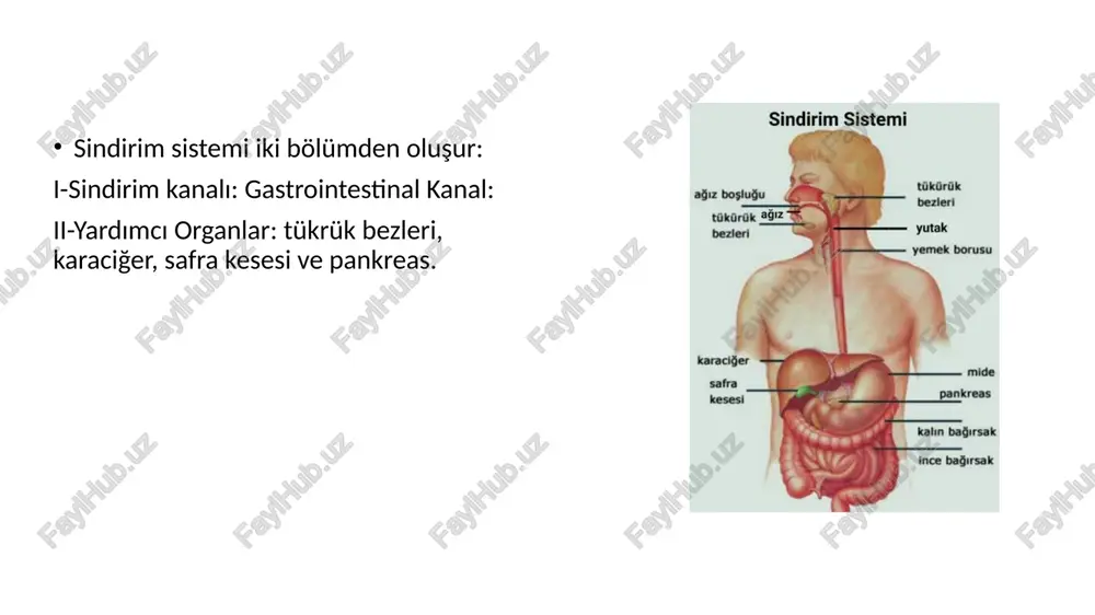 yüzünü ve karın içindeki organların dış yüzünü örten seröz zardır. i̇ki yaprağı vardır: parietal periton visceral periton parietal ve visceral periton yaprakları arasındaki potansiyel boşluğa: cavitas peritonealis denir i̇çinde seröz sıvı bulunur böylece organların sürtünme sonucu zarar görmesi engellenmiş olur periton, organlar üzerinde atlarken bazı çıkmazlar oluşur. parietal periton, bulunduğu yerdeki damarlardan beslenir ve spinal sinirler tarfından innerve edilir visceral periton, sarmış olduğu organa ait damarlardan beslenir ve o bölgedeki plexuslar aracılığıyla otonom sisteme ait sinirler tarafından innerve edilir parietal periton, genel duyulara hassastır visceral periton, genel duyulara hassas olmayıp, gerilmeye karşı çok duyarlıdır. gerilme ile şiddetli ağrılar olur. apandisit: appendix iltihabı disfaji: yutma güçlüğü gastrit: mide mukozası iltihabı glossit: dil iltihabı. hemoroid: basur. kalın barsağın son kısmında bulunan venlerin genişlemesi (bir tür varisidir). hepatit: karaciğer iltihabı herni: fıtık özofajit: yemek borusu iltihabı pankreatit: pankreasın iltihabı cavi̇tas ori̇s: ağız boşluğu önde dudaklar, yanlarda yanaklar, üstte damak, altta dil ve ağız …