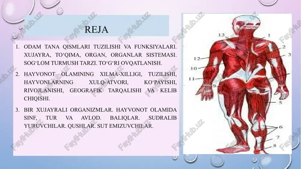 n suyuqlik; sitoplazmani o'z ichiga oladi) 12. lizosoma 13. centrosome 14. plazmatik membrana toʻqima — kelib chiqishi, tuzilishi va funksiyasiga koʻra oʻxshash hujayralar sistemasi. odam va hayvonlar toʻqimasi epiteliy, biriktiruvchi, muskul va nerv toʻqimalariga boʻlinadi. epiteliya to'qimasi tananing sirtlari va bo'shliqlarini qoplaydigan hujayra qatlamlaridan iborat. epiteliya to'qimalarining asosiy vazifasi - asosiy to'qimalarni shikastlanish, infektsiya va suvsizlanishdan himoya qilish uchun to'siqni ta'minlash. birlashtiruvchi to'qima - bu tanadagi turli organlar va to'qimalarni qo'llab-quvvatlaydigan va himoya qiladigan turli to'qimalar guruhi. birlashtiruvchi to'qimalarning asosiy funktsiyalari qo'llab-quvvatlash, himoya qilish, tashish va saqlashni o'z ichiga oladi. mushak to'qimalari mushak tolalari deb nomlanuvchi cho'zilgan hujayralardan iborat bo'lib, ular qisqarishi va harakat qilish uchun bo'shashishi mumkin. mushak to'qimasi tananing ixtiyoriy va ixtiyorsiz harakatlariga, shu jumladan yurak urishi, nafas olish va ovqat hazm qilish uchun javobgardir. asab to'qimasi neyronlar deb ataladigan hujayralar va glial hujayralar kabi qo'llab-quvvatlovchi hujayralardan iborat. u tananing turli qismlari o'rtasida ularning funktsiyalarini muvofiqlashtirish va nazorat …