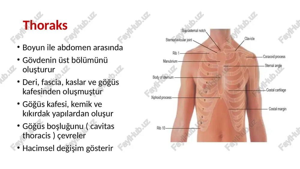 ncus costocervicalis) aa. i̇ntercostales post 3-11: aorta thorasica a subcostalis (12. ica): aorta thorasica -r. dorsalis -r. collateralis -r. cutaneus lat -rr. mammarii lat 1. r. dorsalis: hemen başlangıçta ayrılır, collum costae hizasından geçerek dorsal tarafa doğru uzanır. r. spinalis dalını verir. sırta doğru uzanır. 2. r. collateralis: angulus costae hizasında ayrılır. alt kostanın üst kenarında öne ilerler a. i̇ntercostalis ant. i̇le anostomoz yapar 3. r. cutaneus lat: 4. rr. mammarii: thoraksın venleri vv. i̇ntercostales anteriores 9 çift 1-6 via: v. thorasica interna 7-9 via: v musculophrenica’ya v epigastrica sup+v musculophrenica birleşerek v thorasica int oluşturur. v thorasica int: v brachiocephalica’ya açılır vv. i̇ntercostales posteriores 1. vip: v. brachiocephalica’ya sol 2-3 vip: v. brachiocaphalica sinistra’ya sağ 2-3 vip: v azygos’a sağ 4-11 vip: v. azygos’a açılır sol 4-8. vip: v hemiazygos acc.’a sol 9-11. vip: v. hemiazygos’a v. hemiazygos ise, t8 hizasında v. azygos’a v hemiazygos acc: t7 hizasında v. …